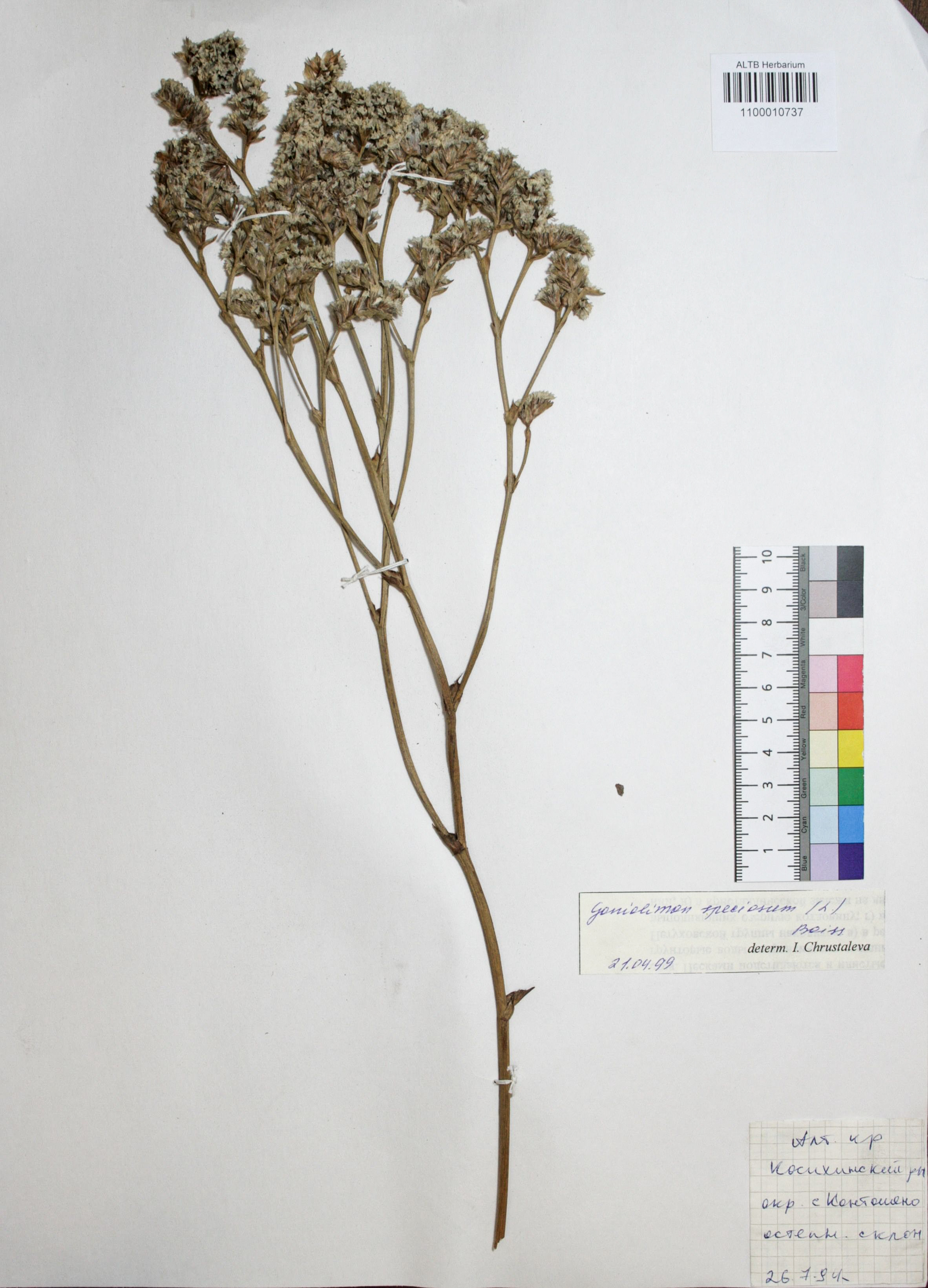 Plumbaginaceae,Goniolimon speciosum Boiss. Plumbaginaceae,Goniolimon speciosum Boiss.