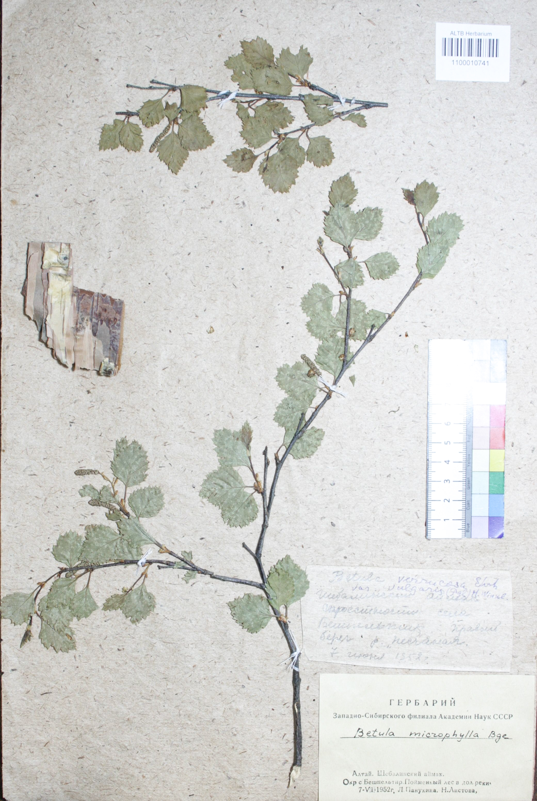 Betula microphylla Bunge