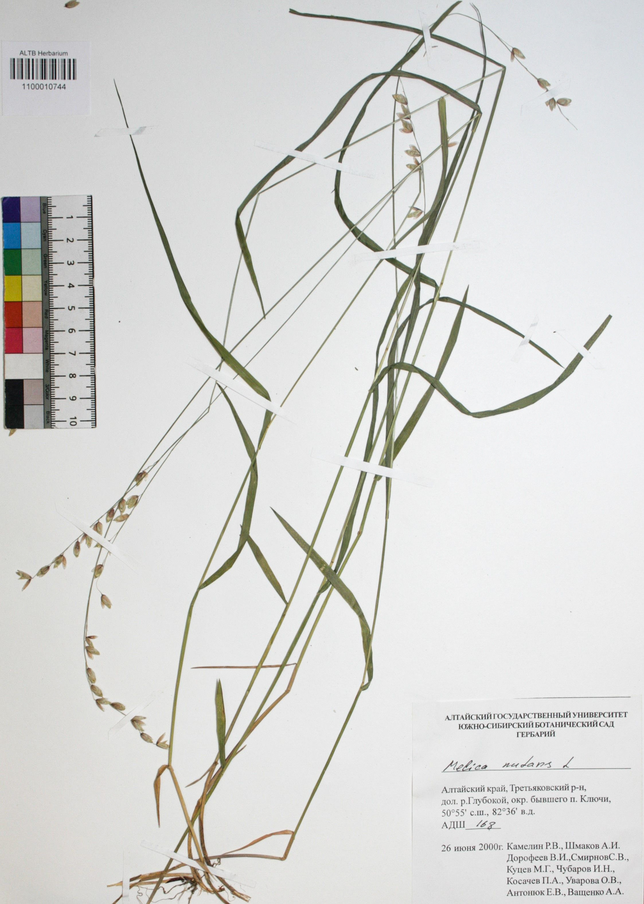 Melica nutans L.