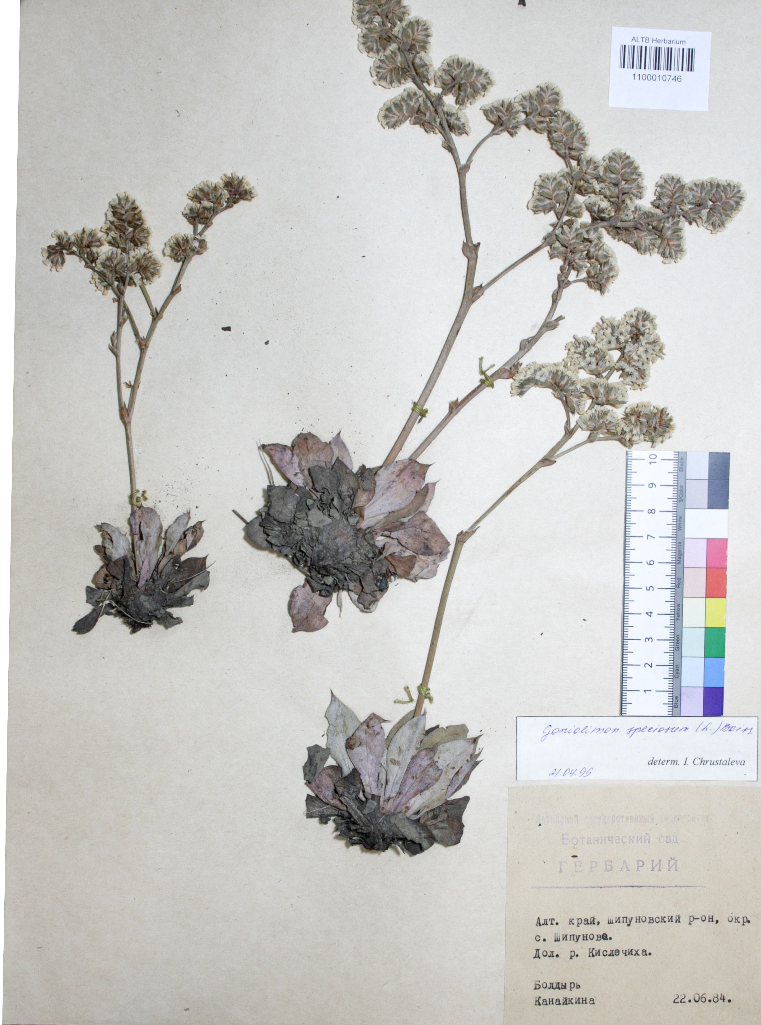 Goniolimon speciosum Boiss.