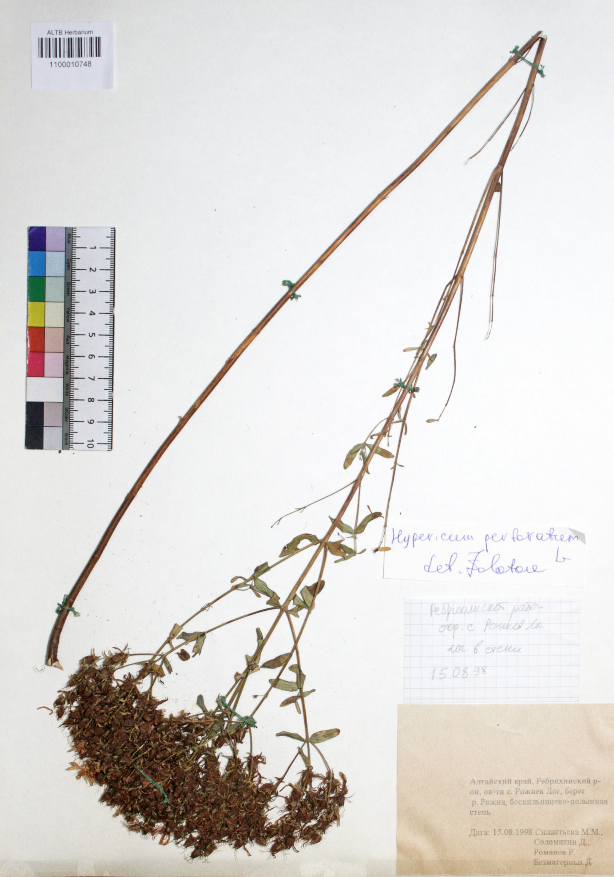 Hypericum perforatum L.