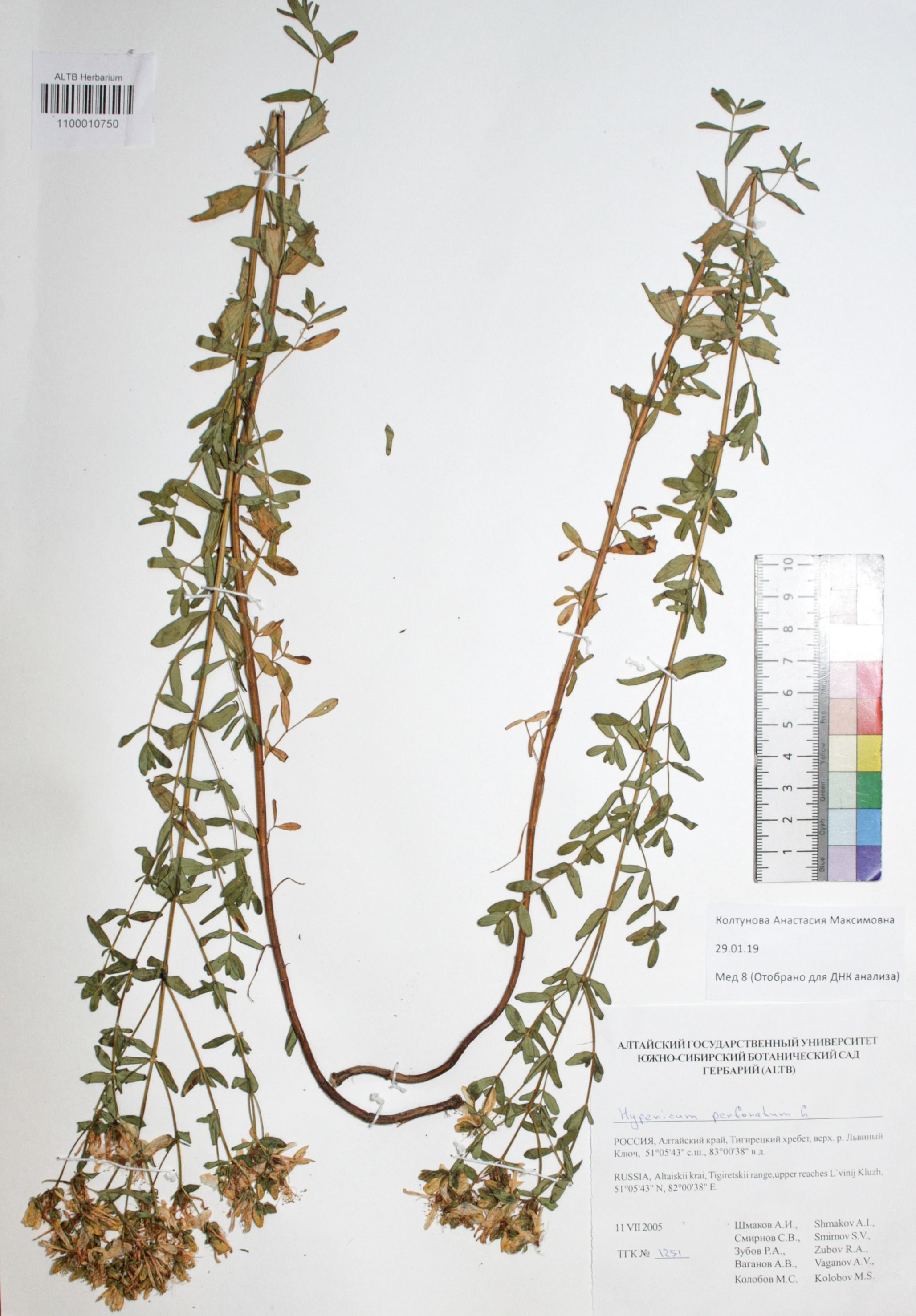 Hypericum perforatum L.