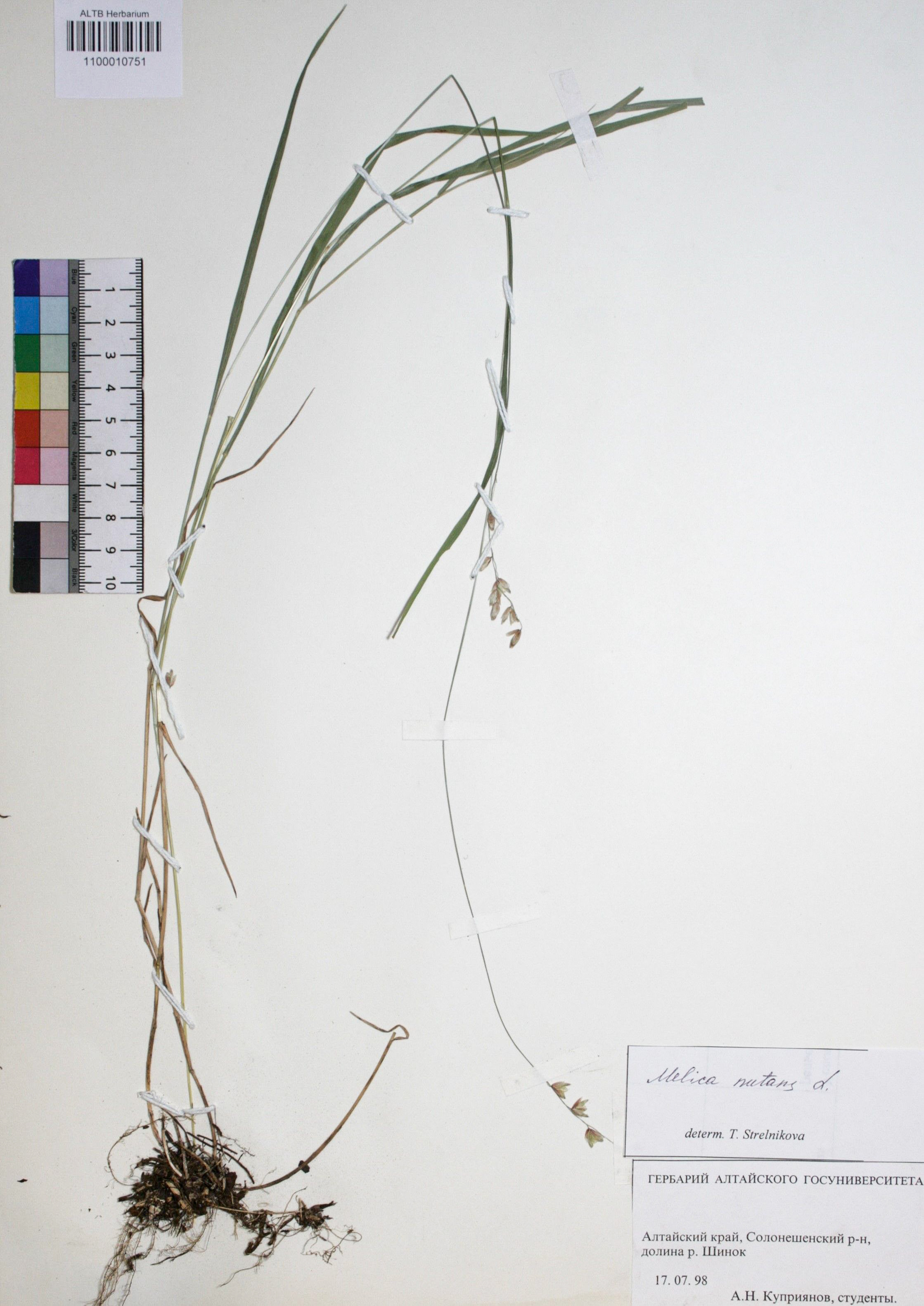 Melica nutans L.