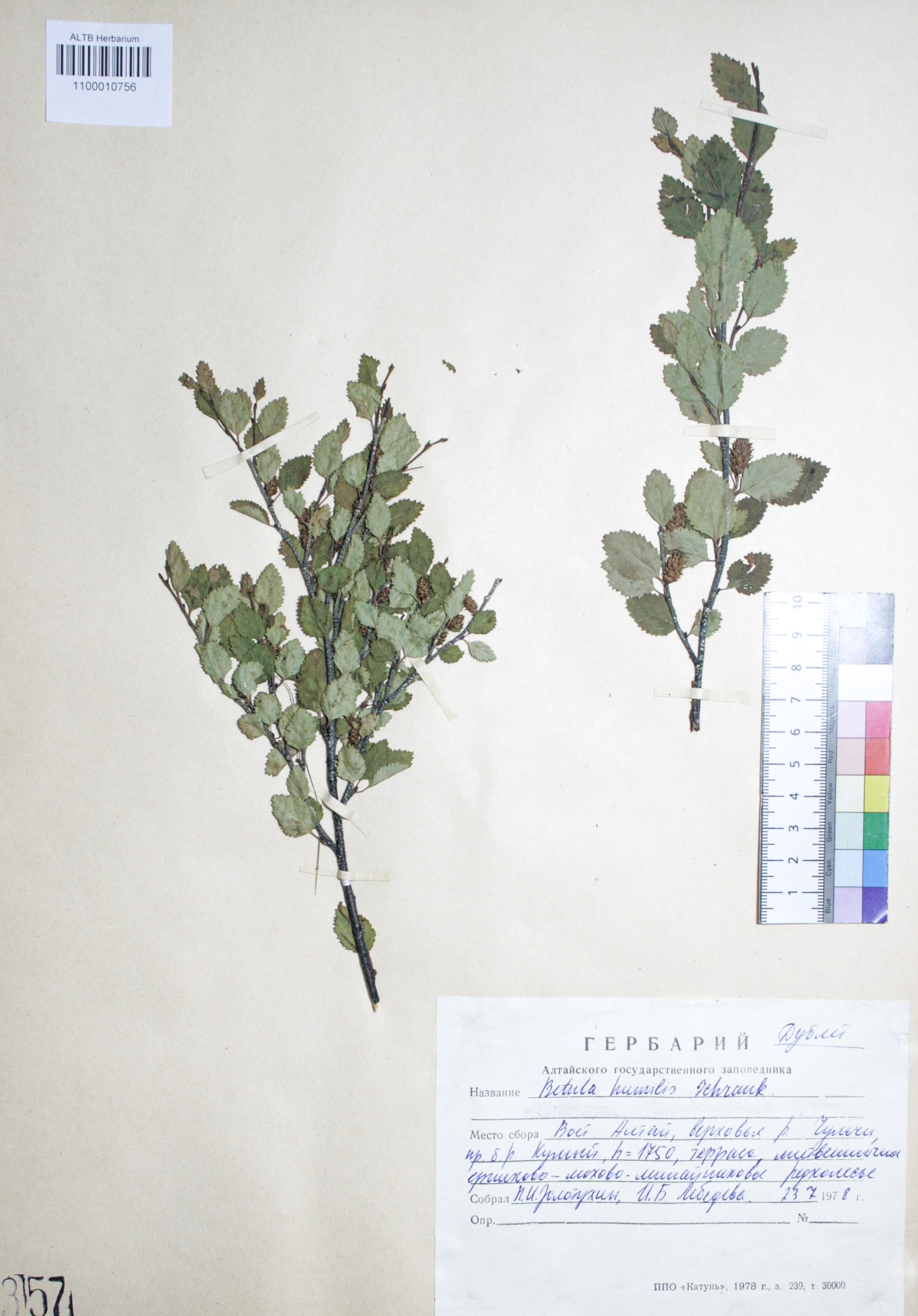 Betula humilis Schrank