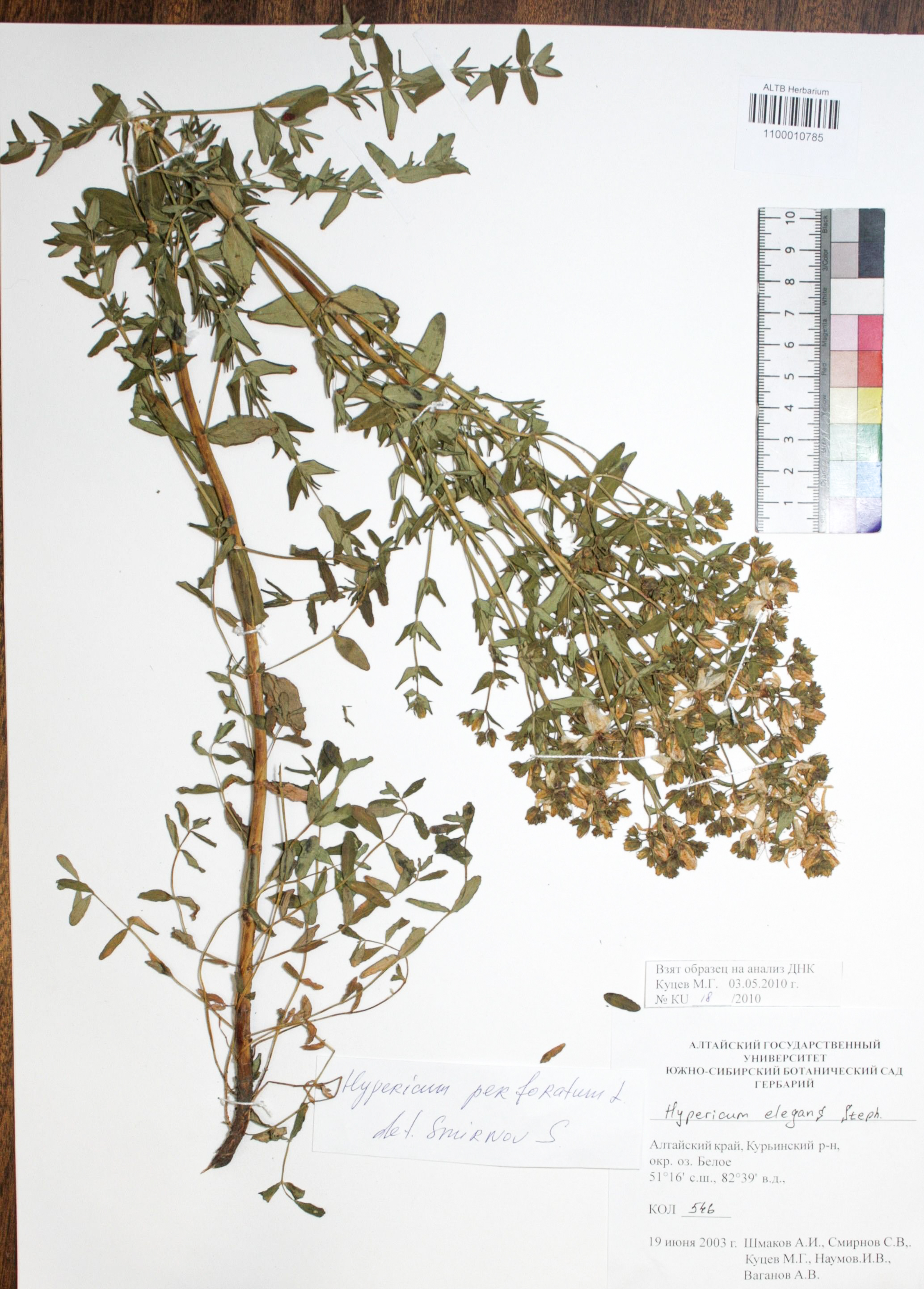 Hypericum perforatum L.