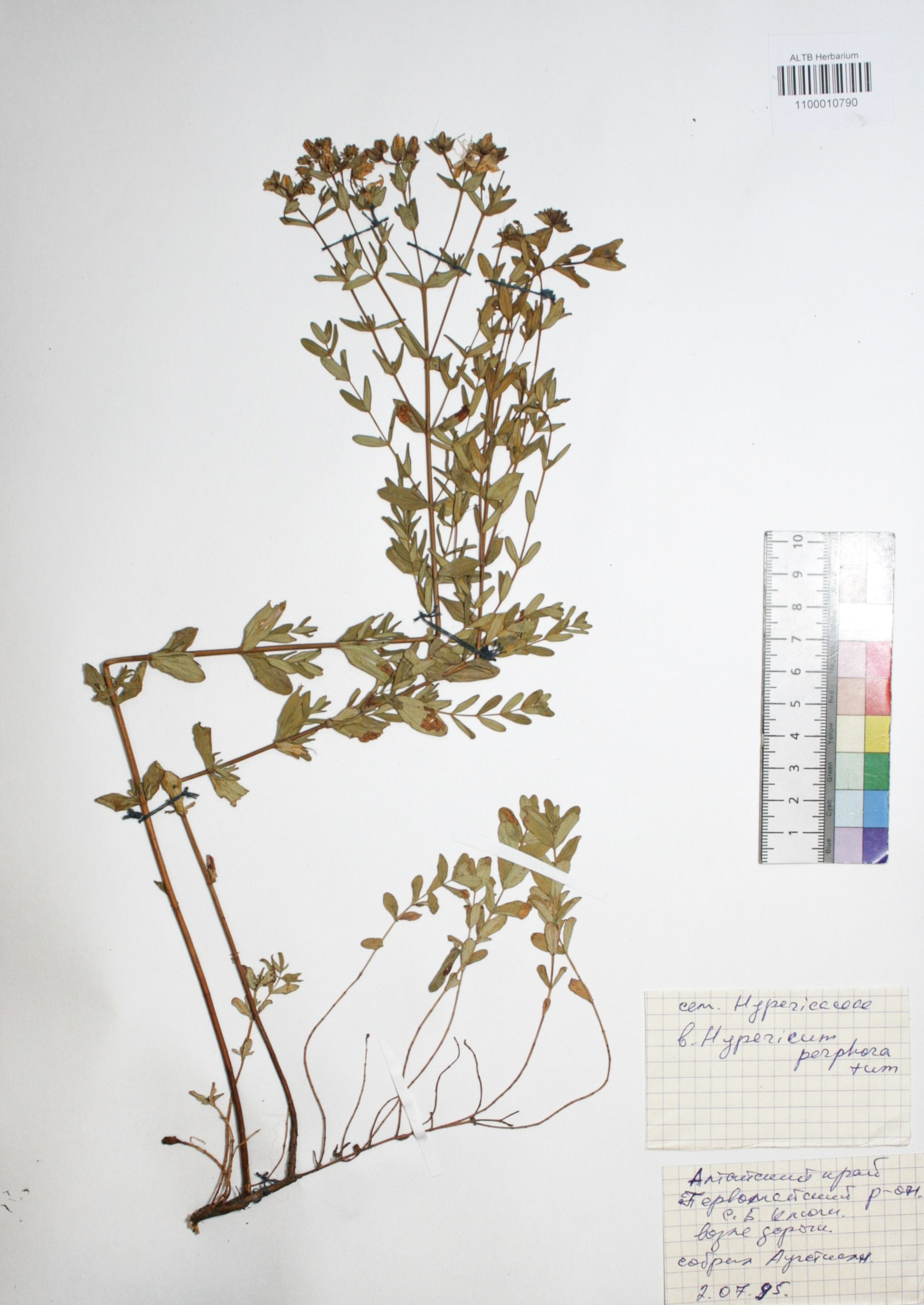 Hypericum perforatum L.