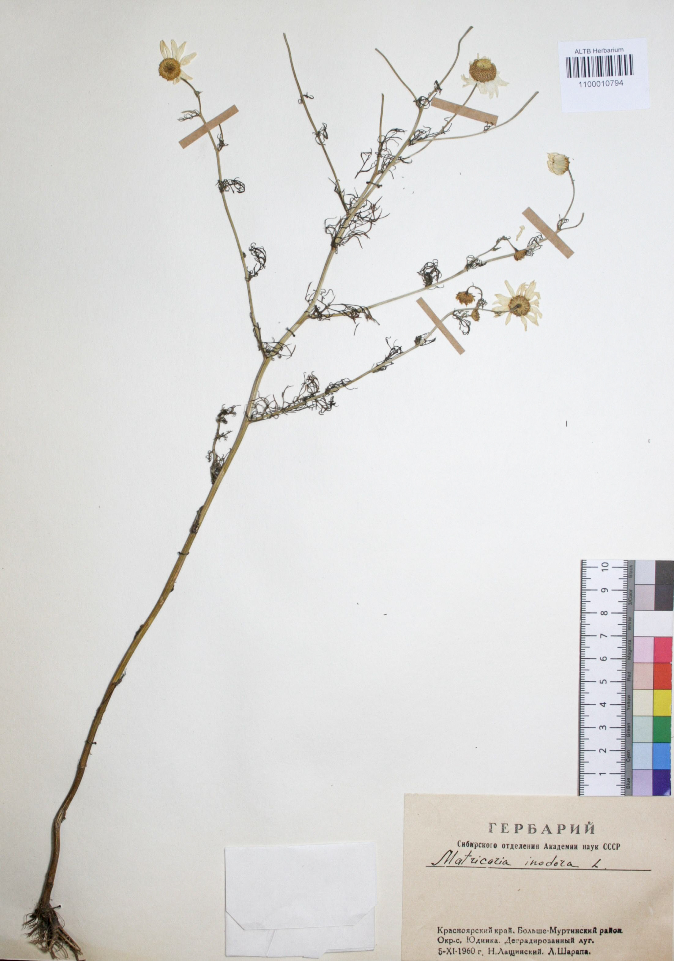 Matricaria perforata Merat