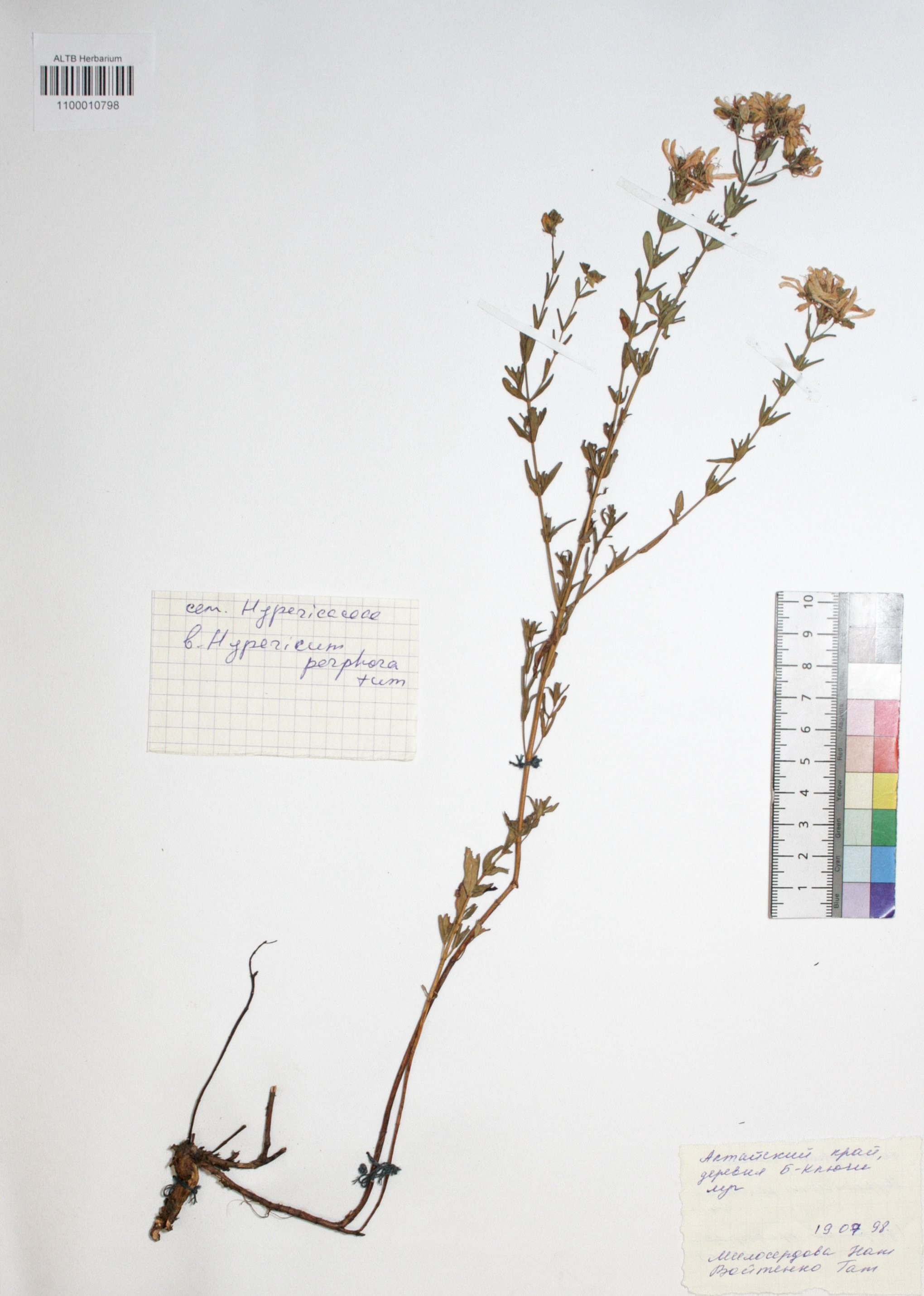 Hypericum perforatum L.