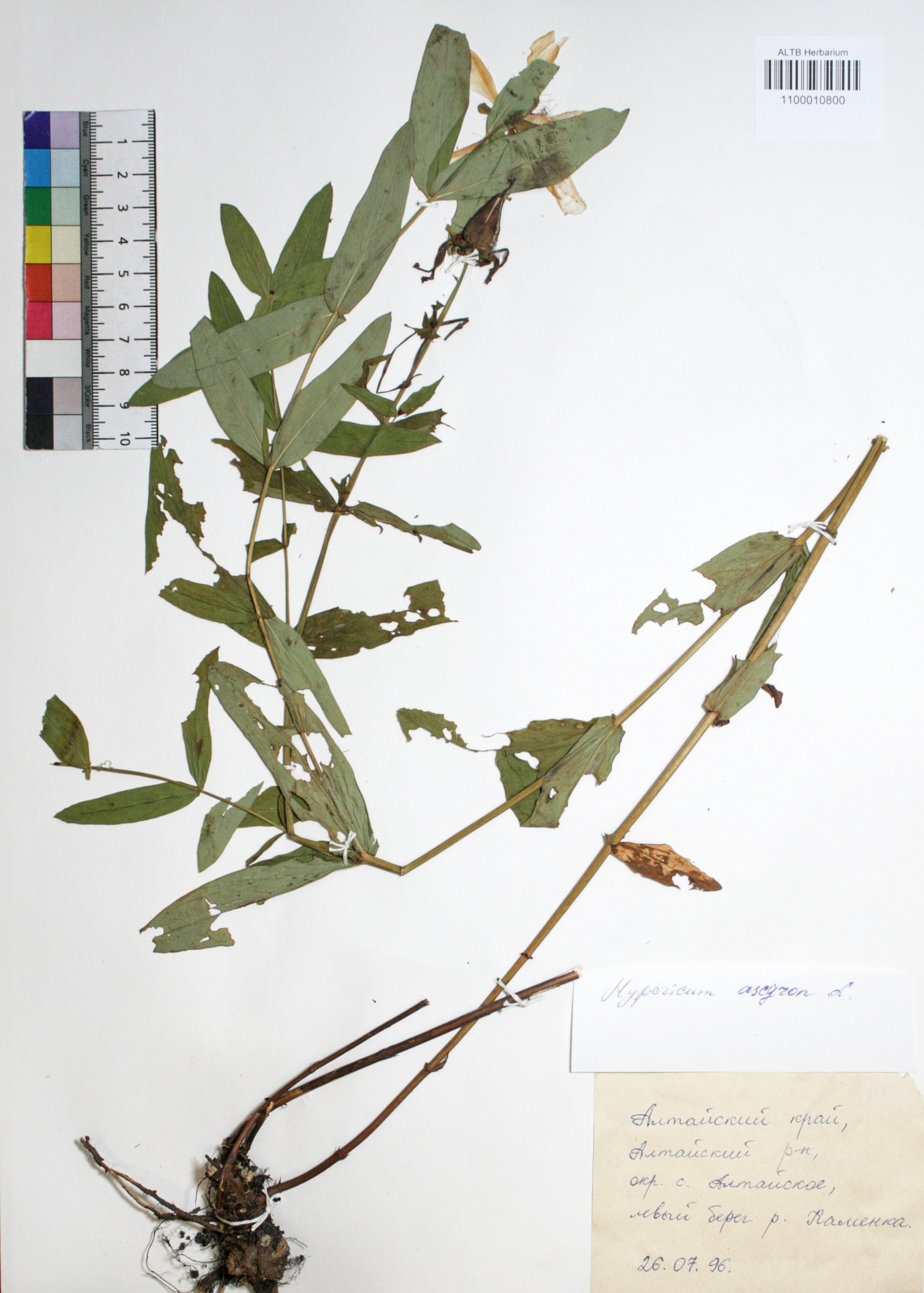 Hypericum ascyron L.