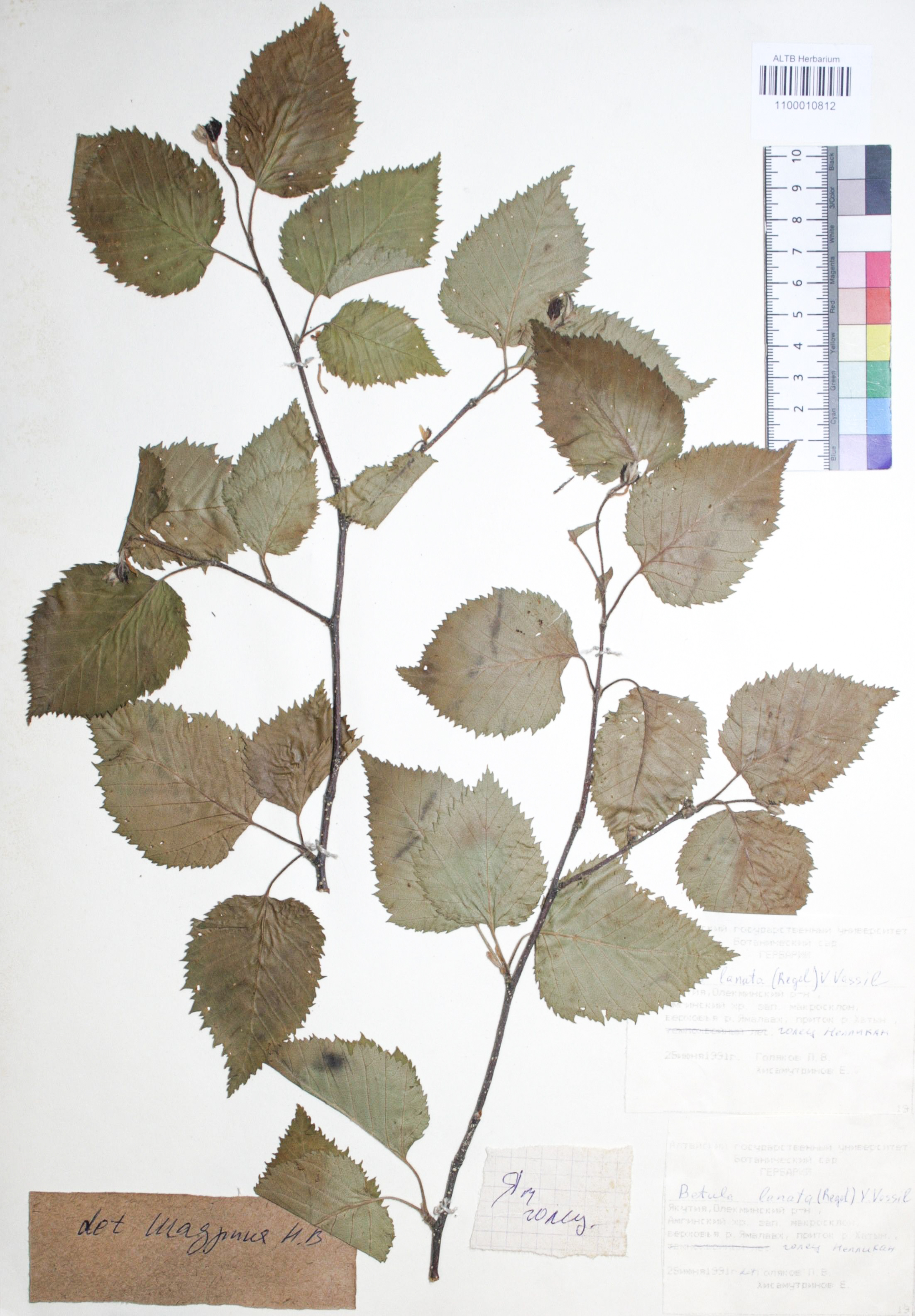 Betula lanata (Regel) V.N.Vassil.