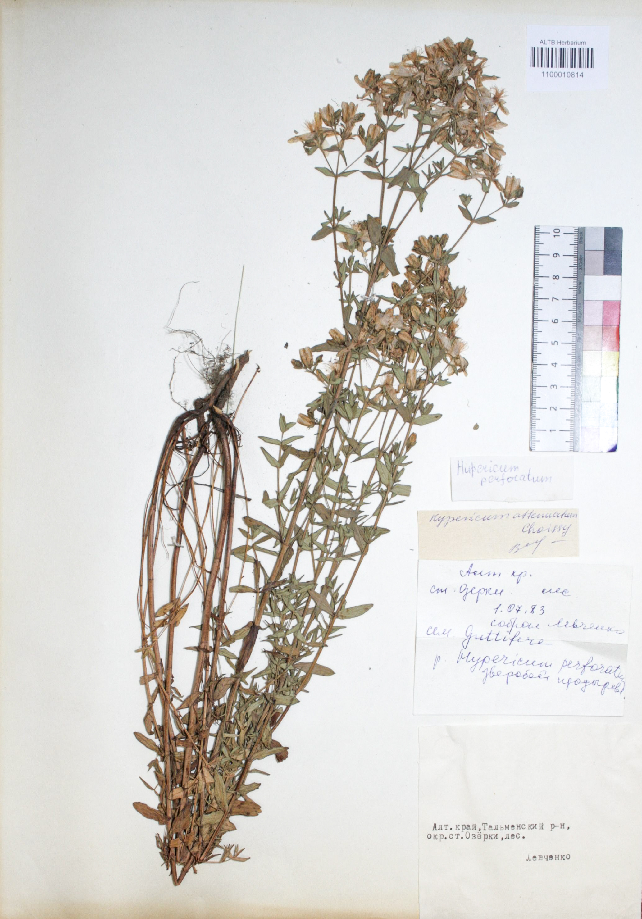 Hypericum perforatum L.