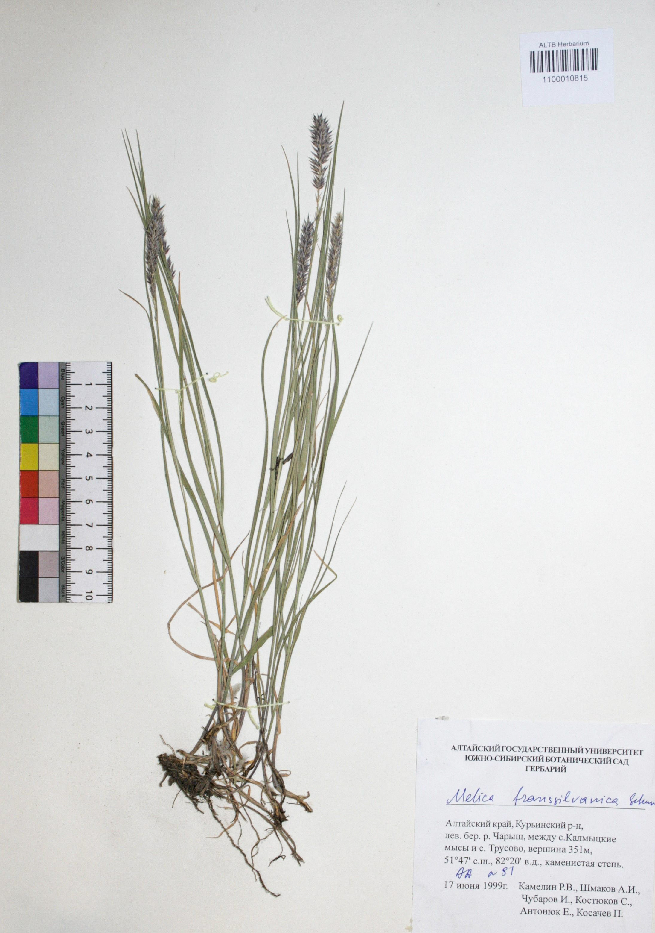Melica transsilvanica Schur