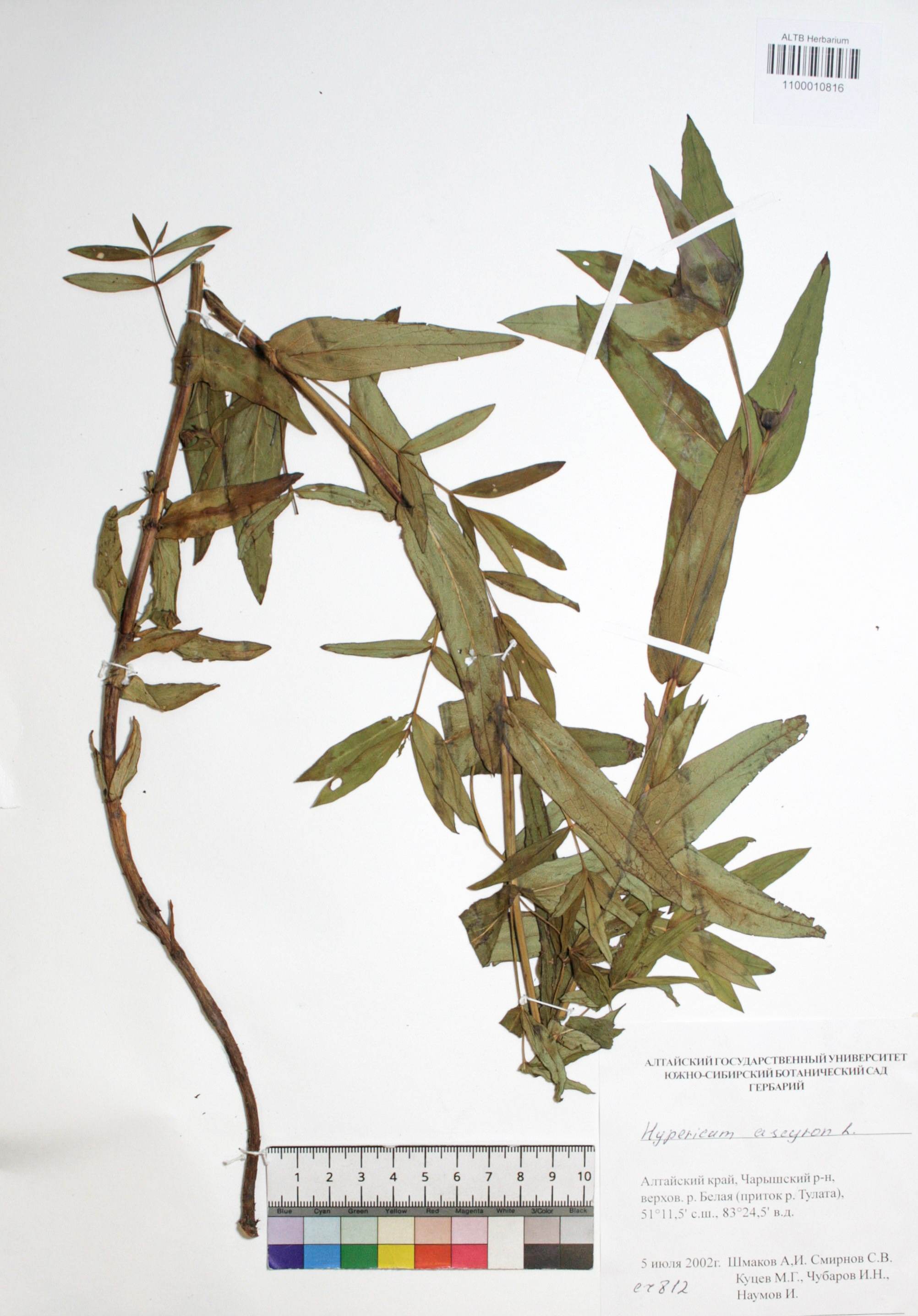 Hypericum ascyron L.