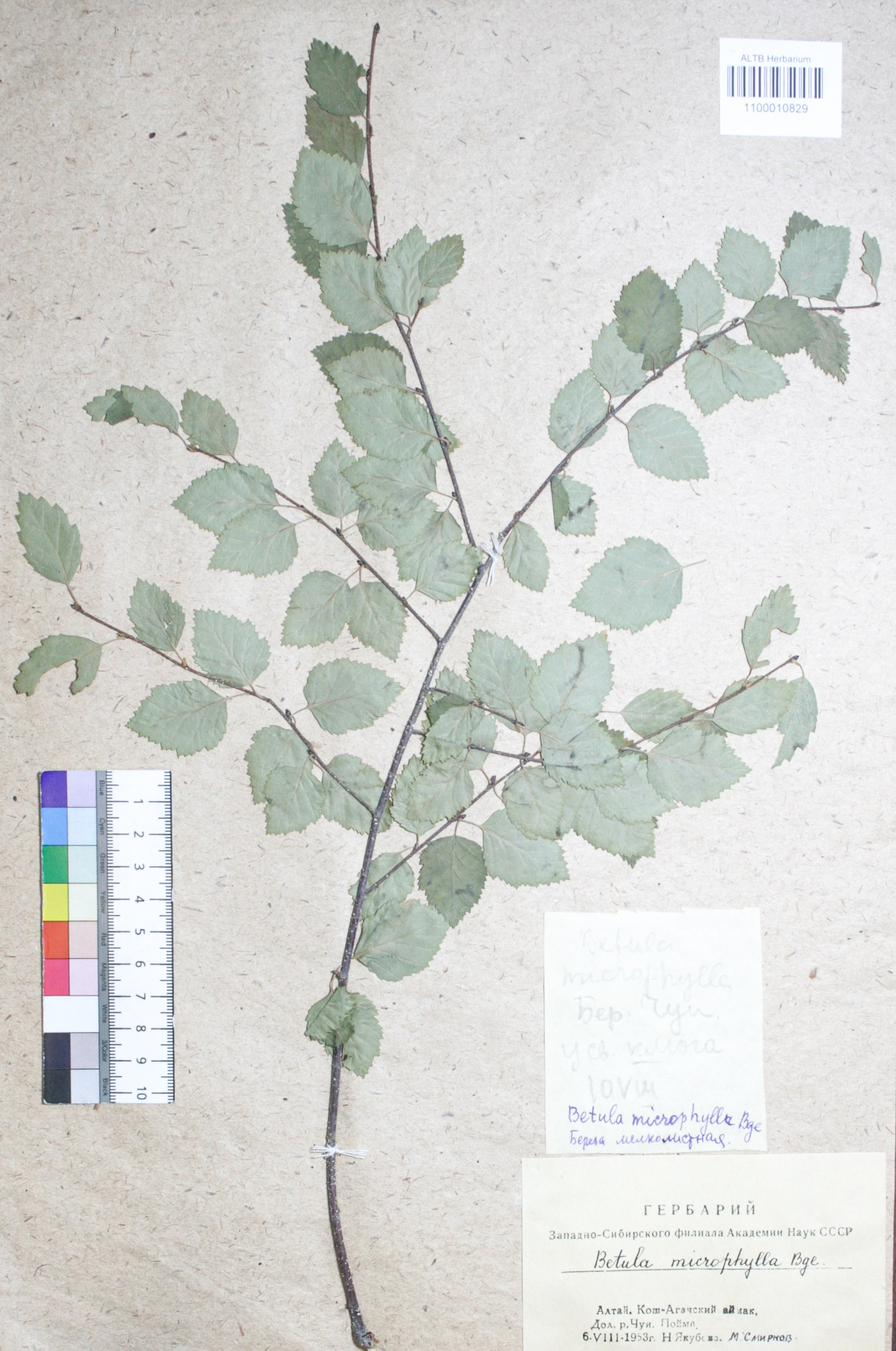 Betulaceae,Betula microphylla Bunge