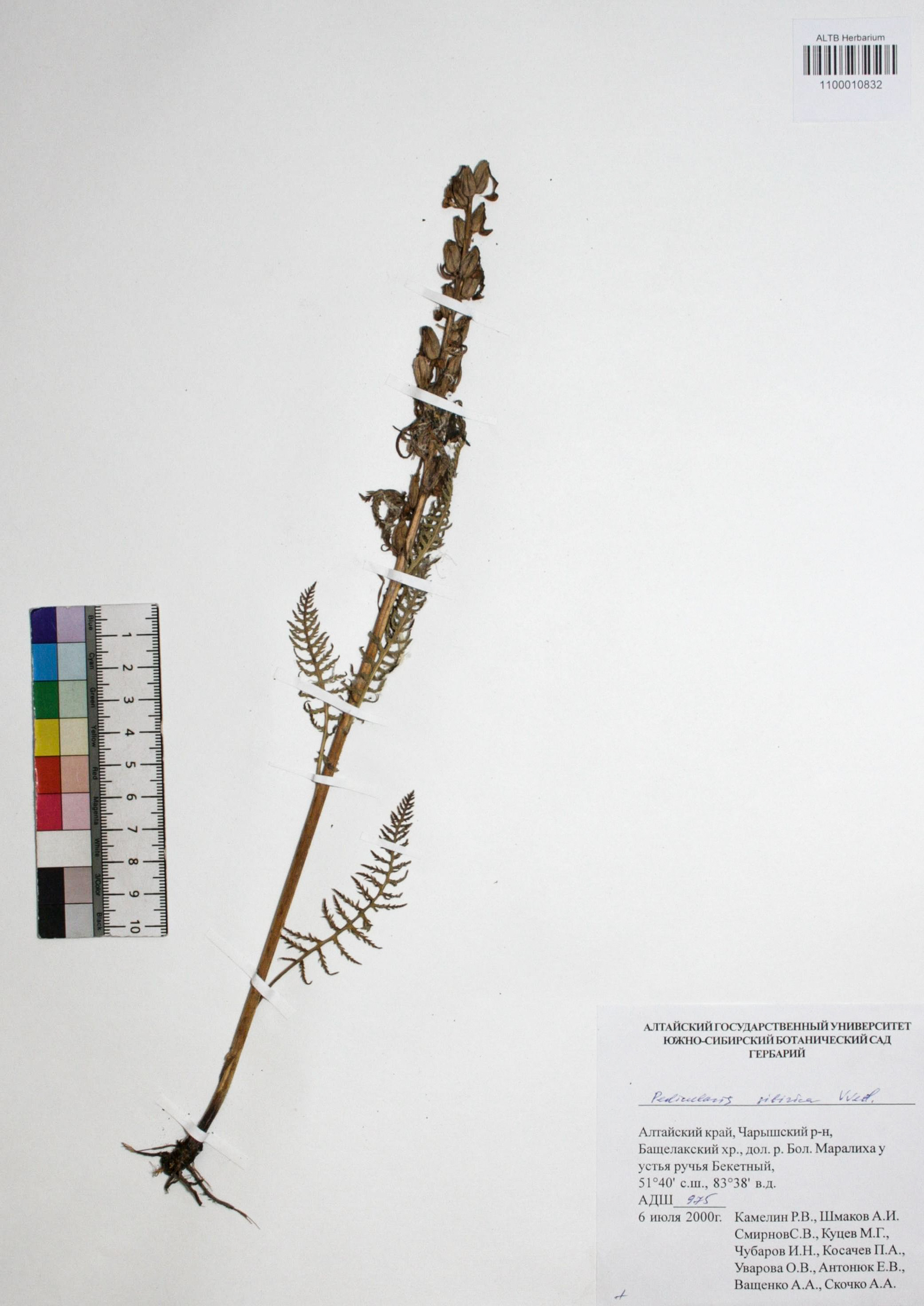 Orobanchaceae,Pedicularis sibirica Vved.