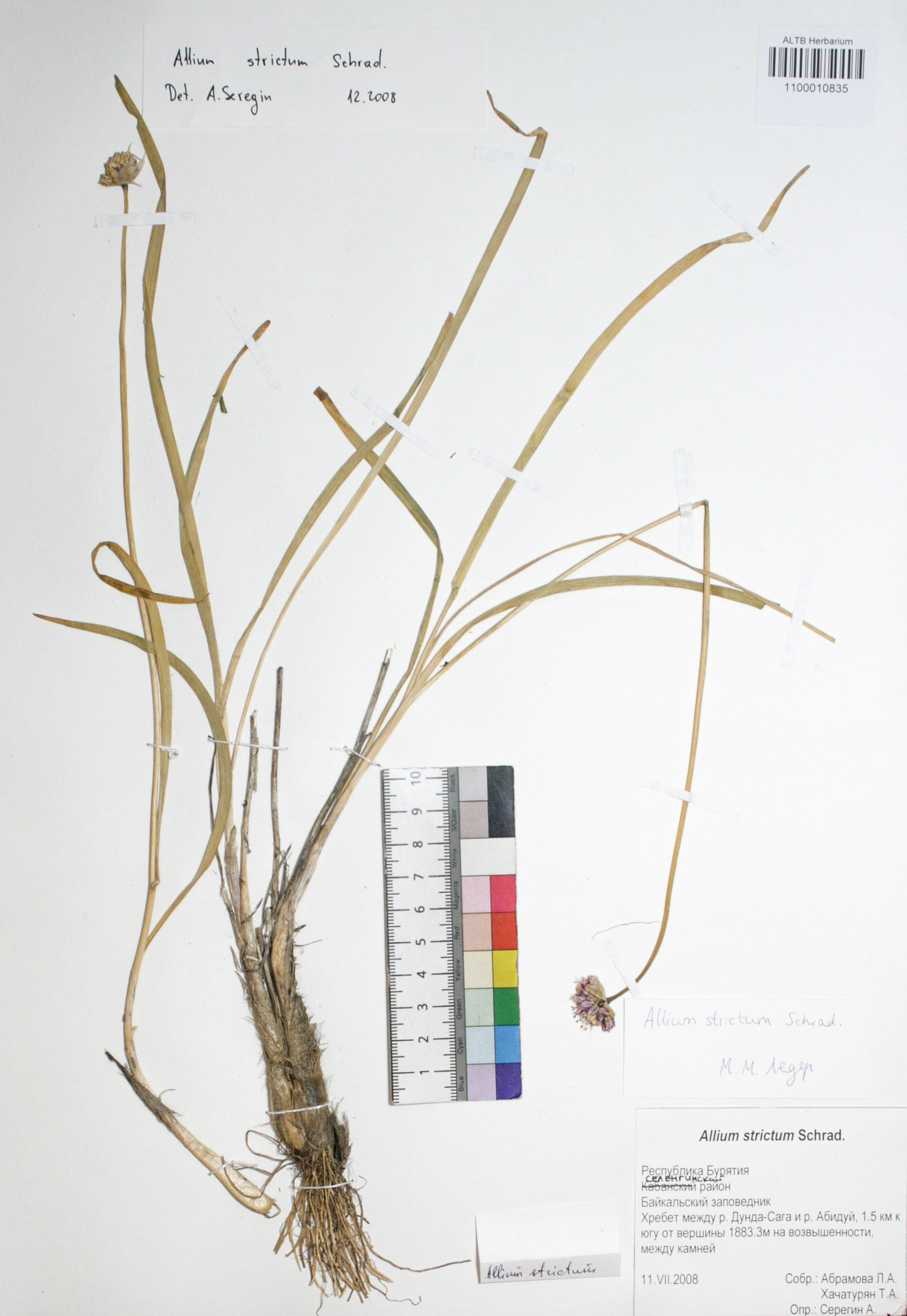 Amaryllidaceae,Allium strictum Schrad.