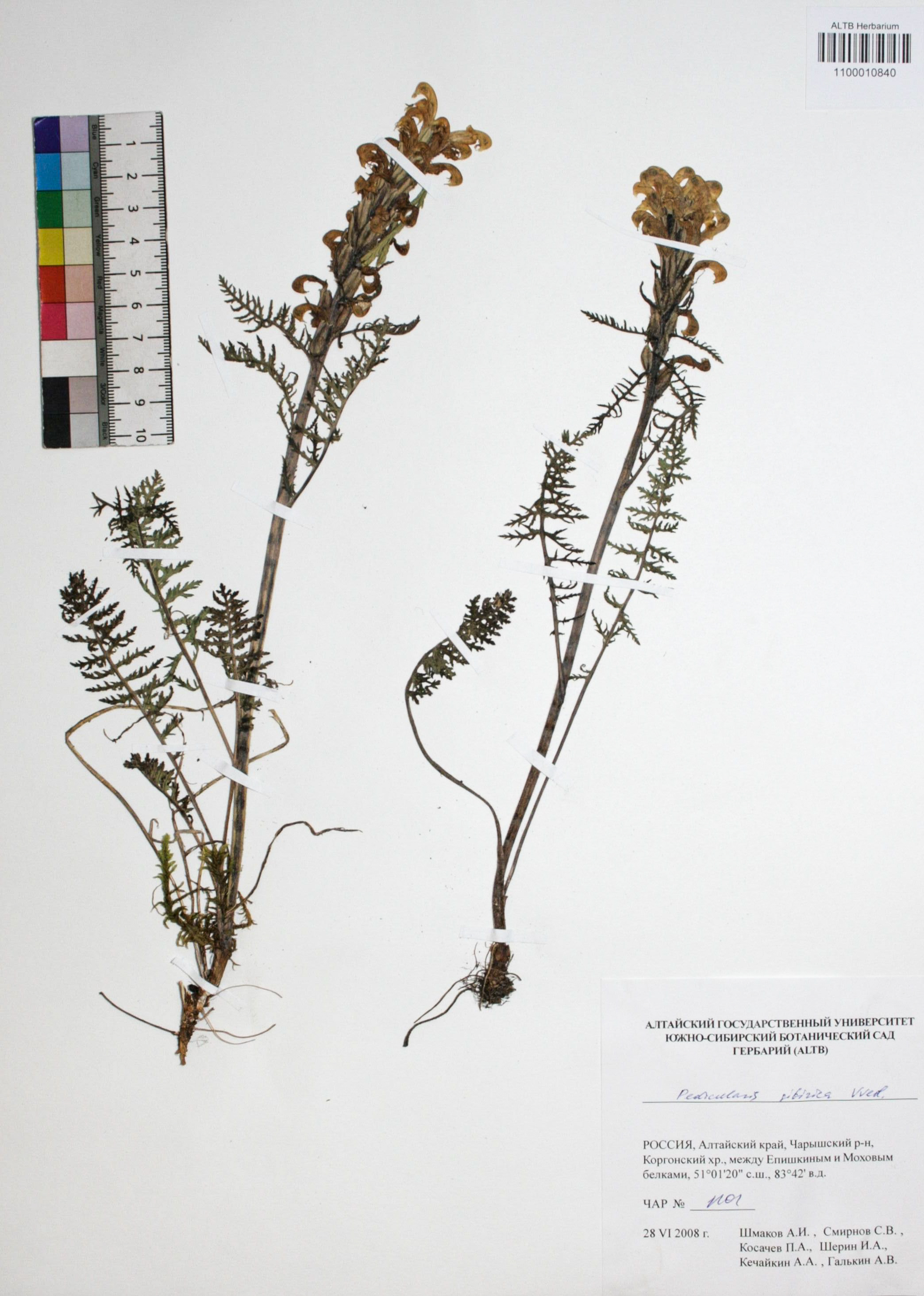 Orobanchaceae,Pedicularis sibirica Vved.