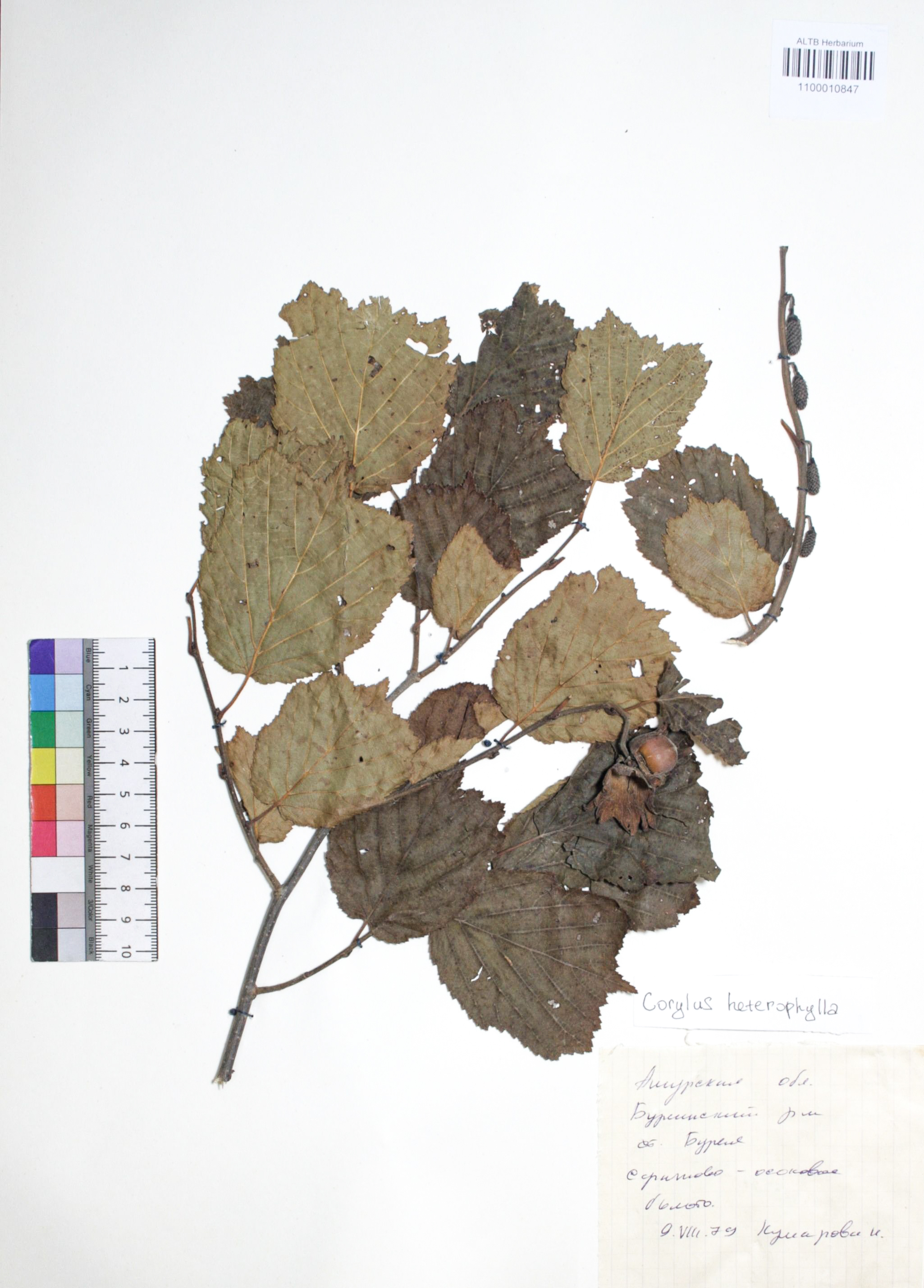 Corylus heterophylla Fisch. ex Besser