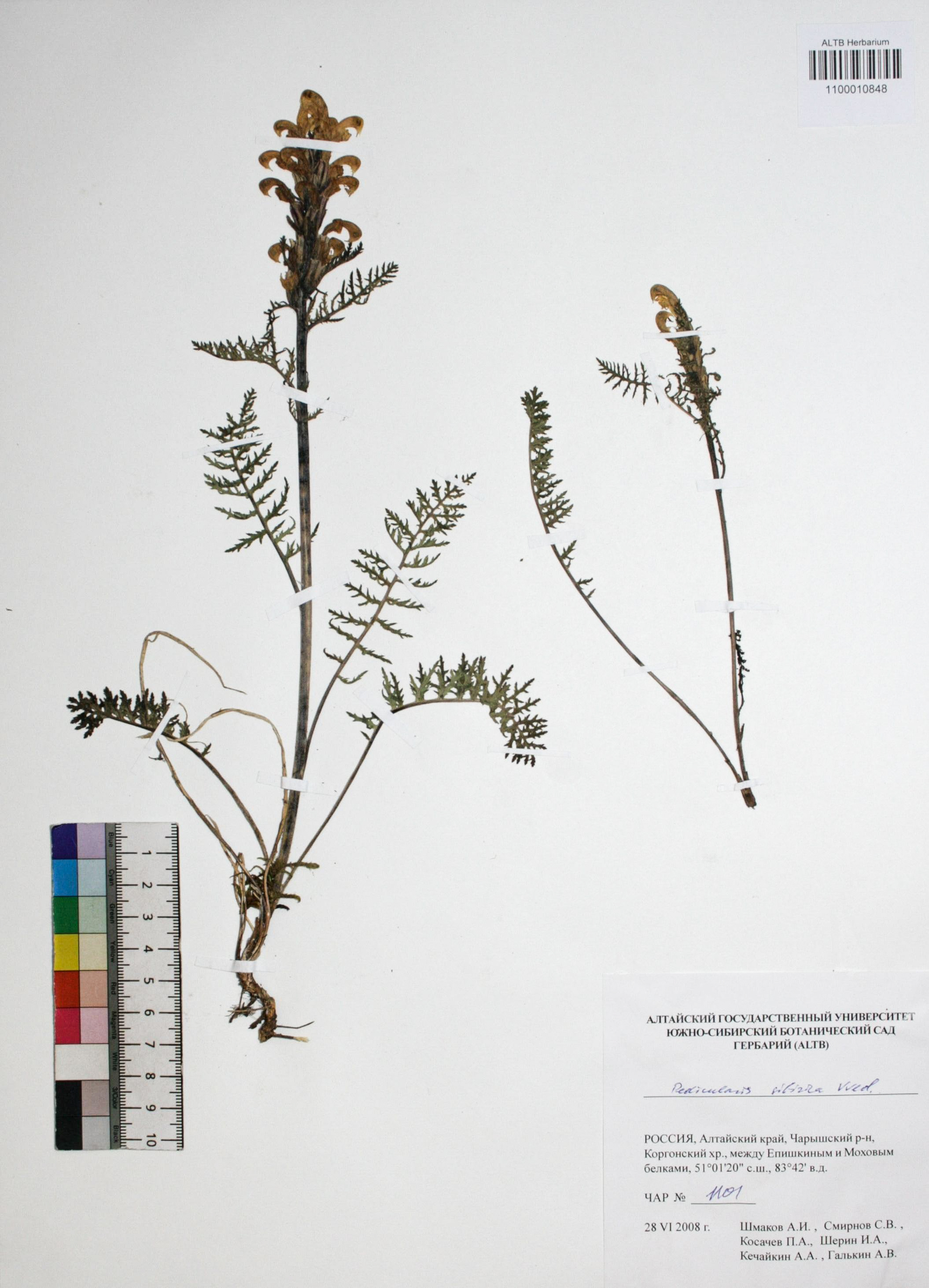 Pedicularis sibirica Vved.