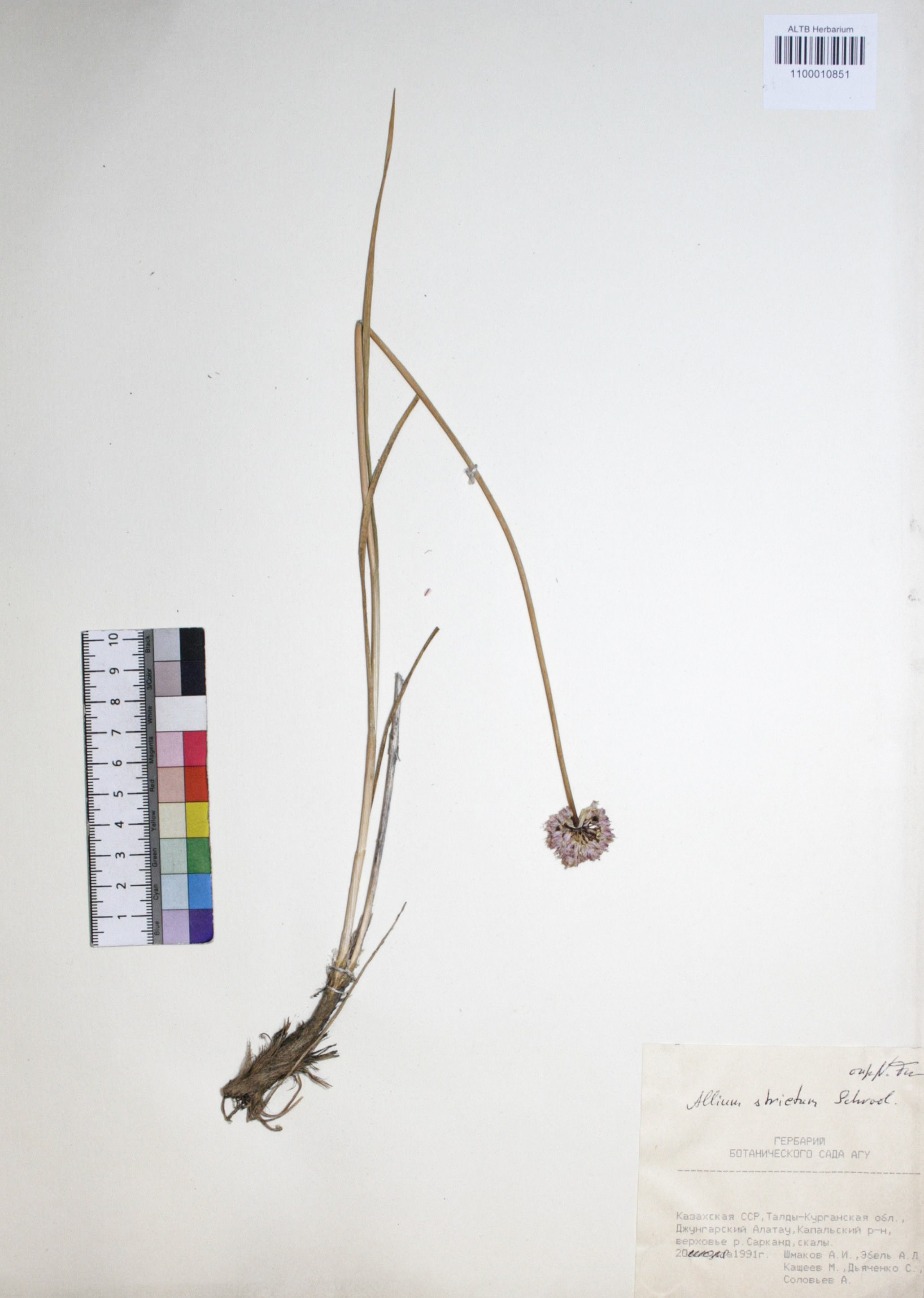 Allium strictum Schrad.