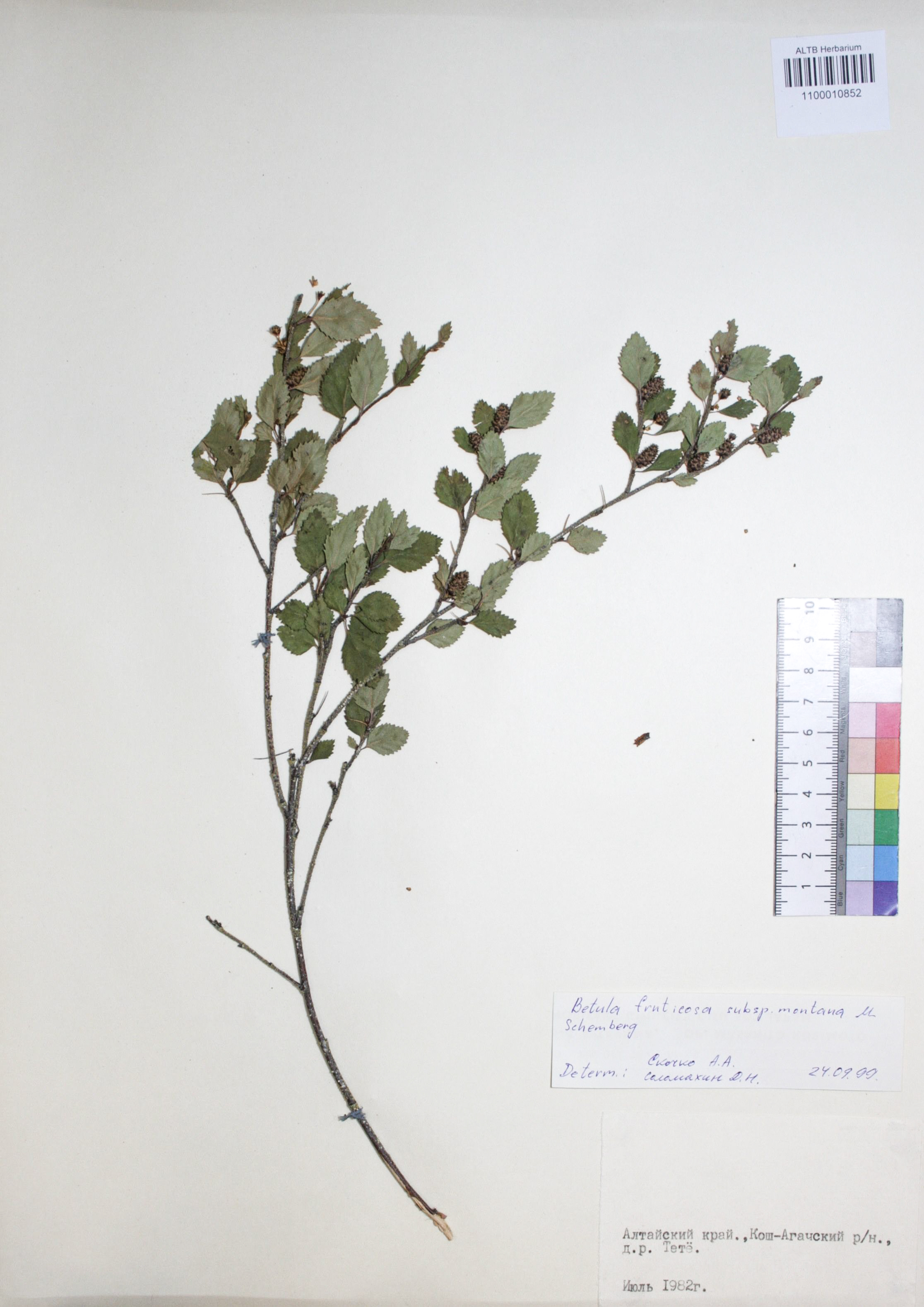 Betula fruticosa Pall