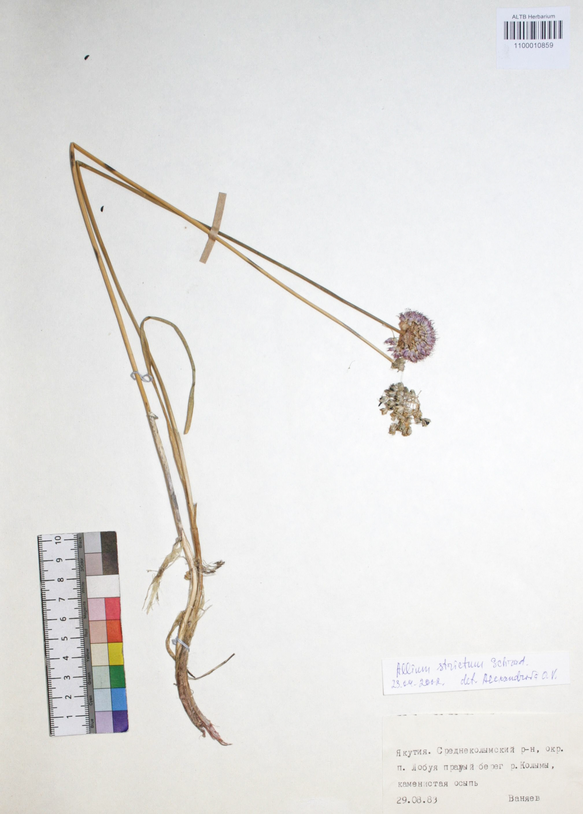 Allium strictum Schrad.