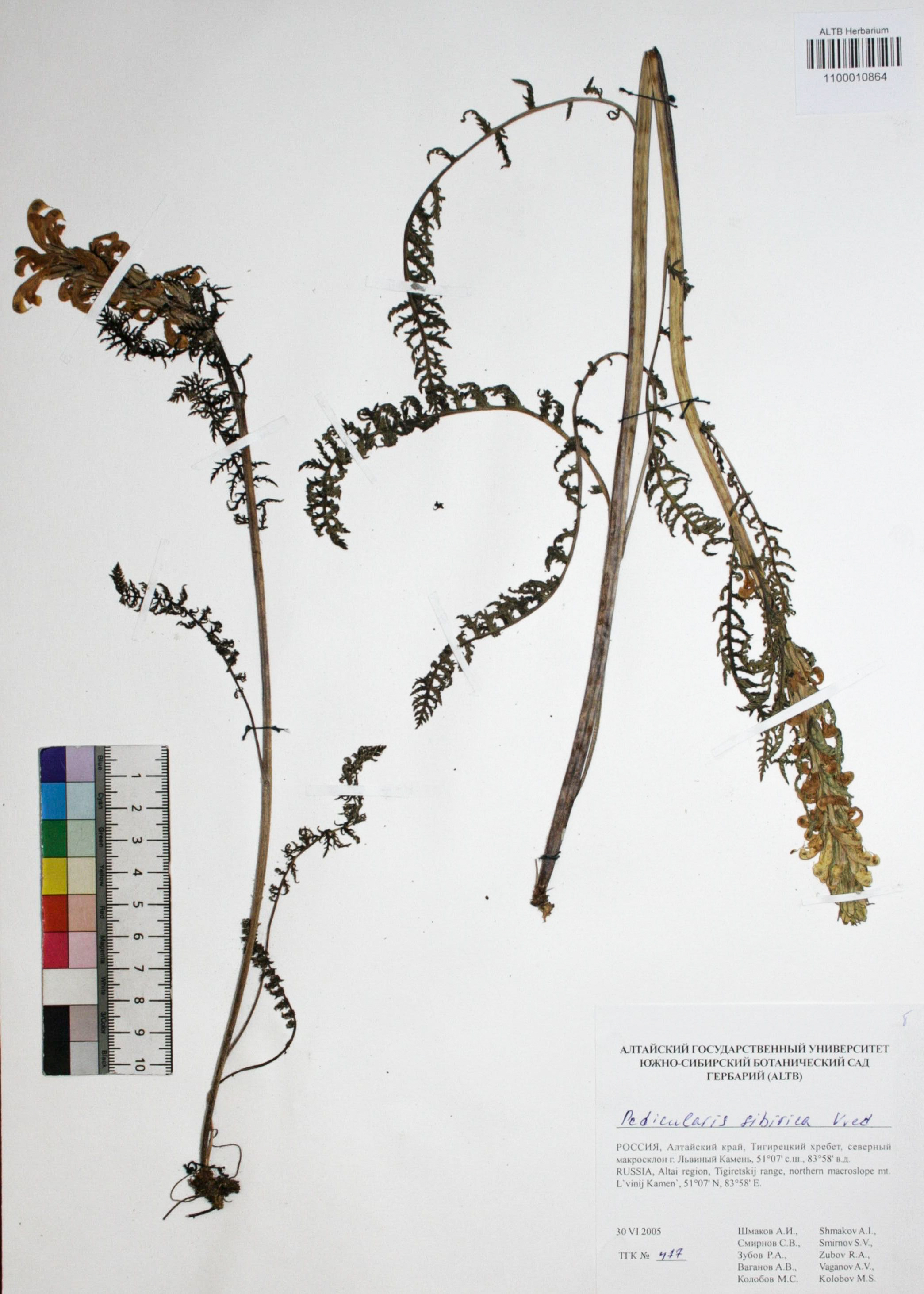 Pedicularis sibirica Vved.