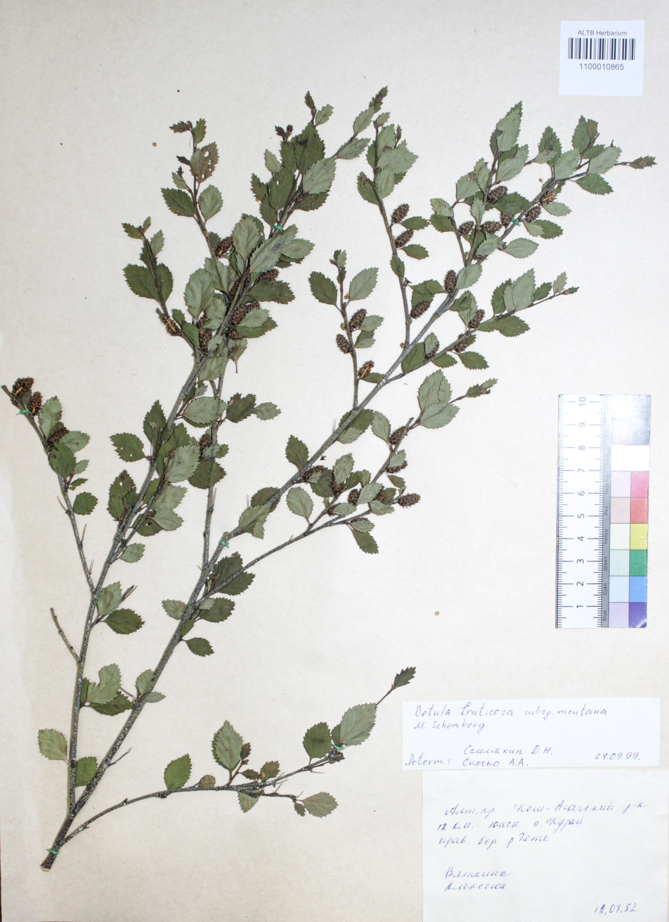 Betula fruticosa Pall