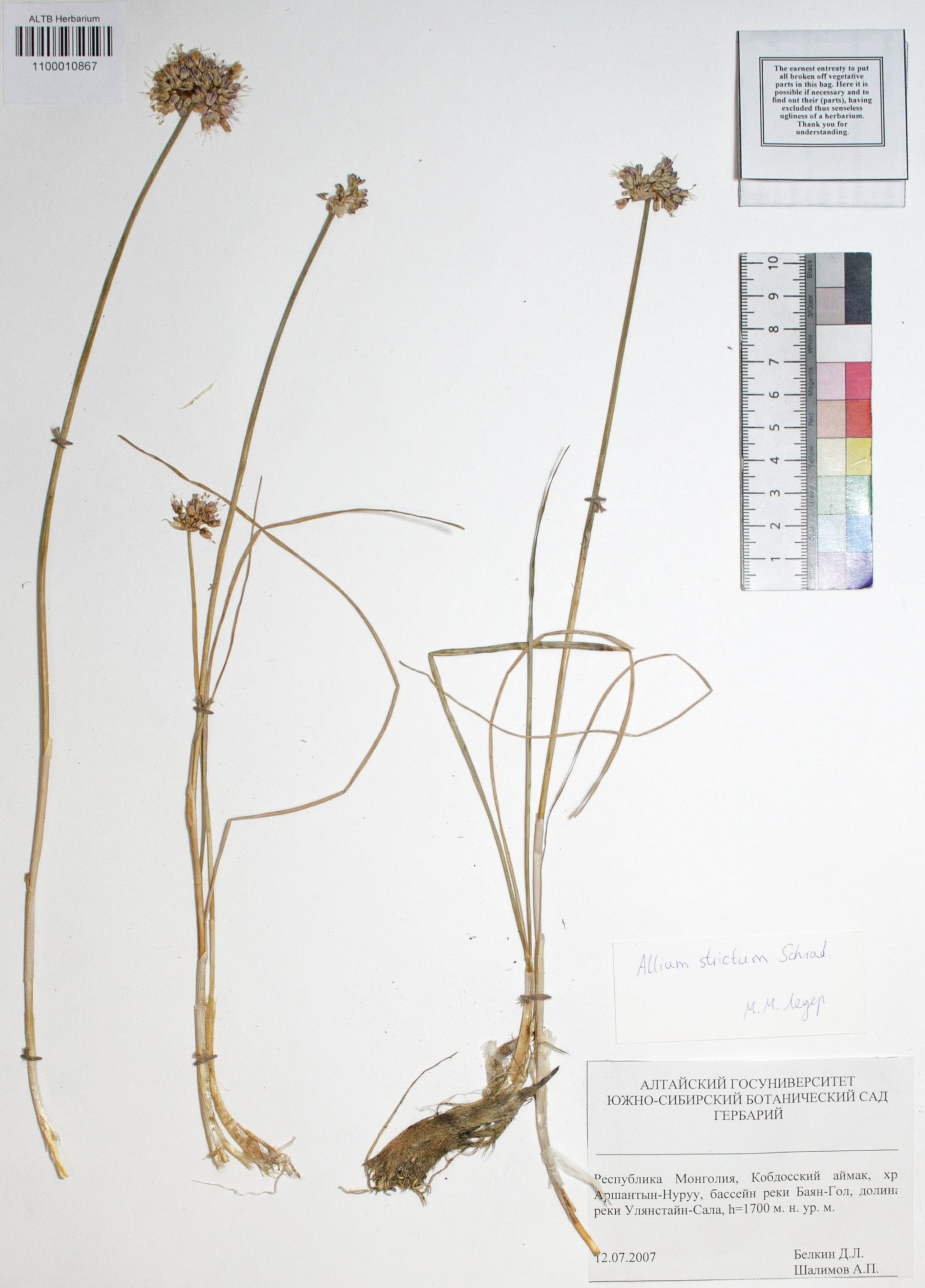 Allium strictum Schrad.