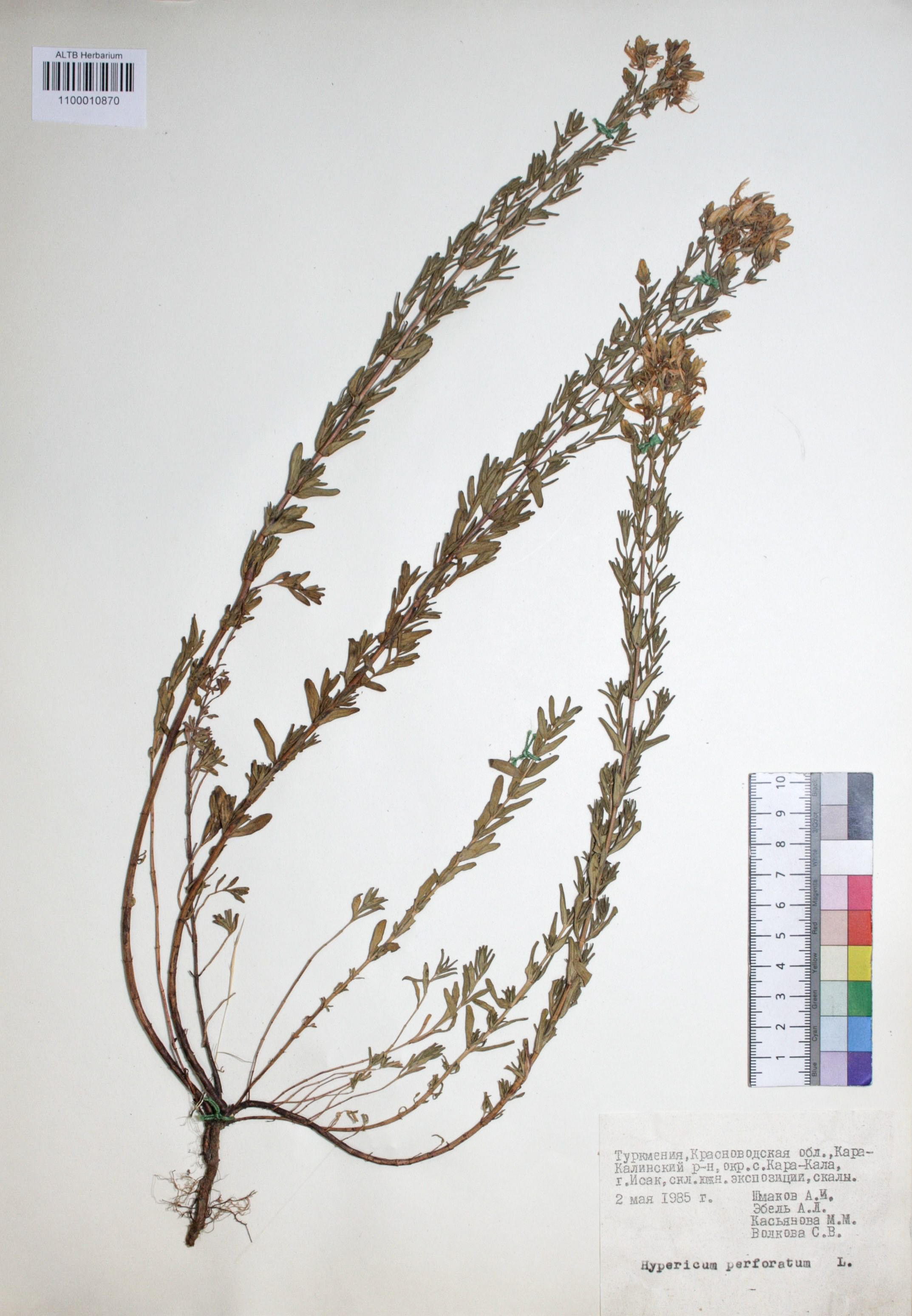 Hypericum perforatum L.