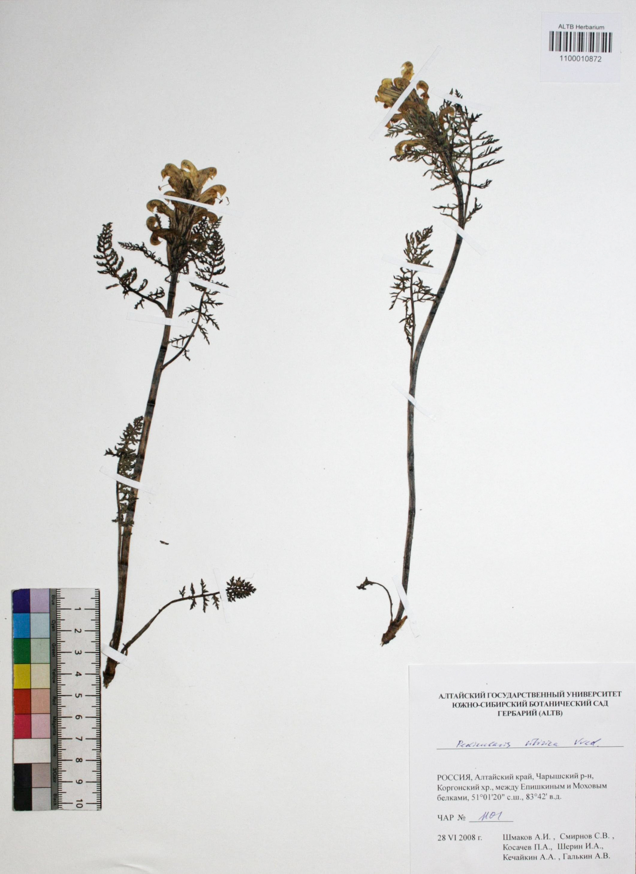 Pedicularis sibirica Vved.