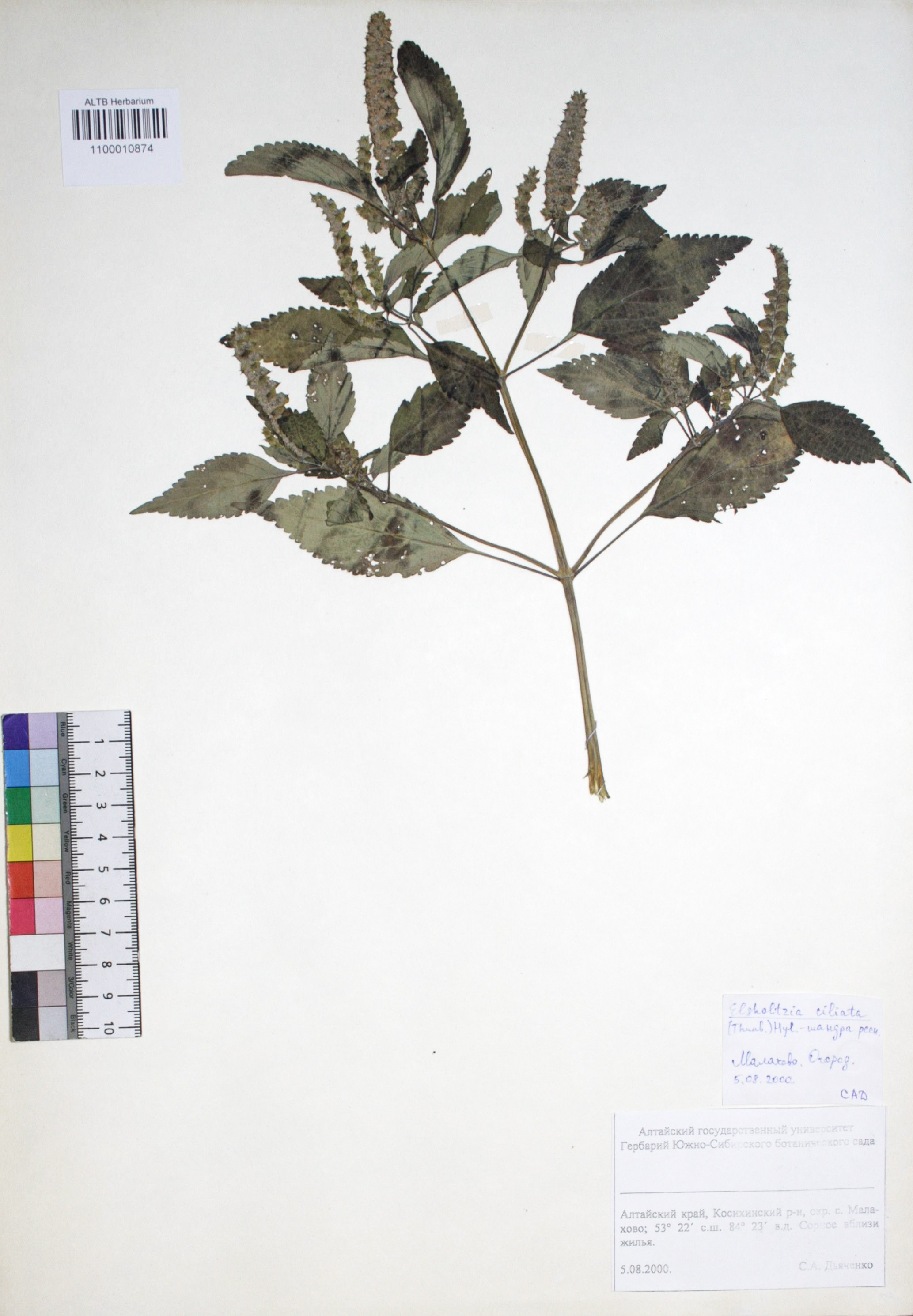 Elsholtzia ciliata (Thunb.) Hylander 