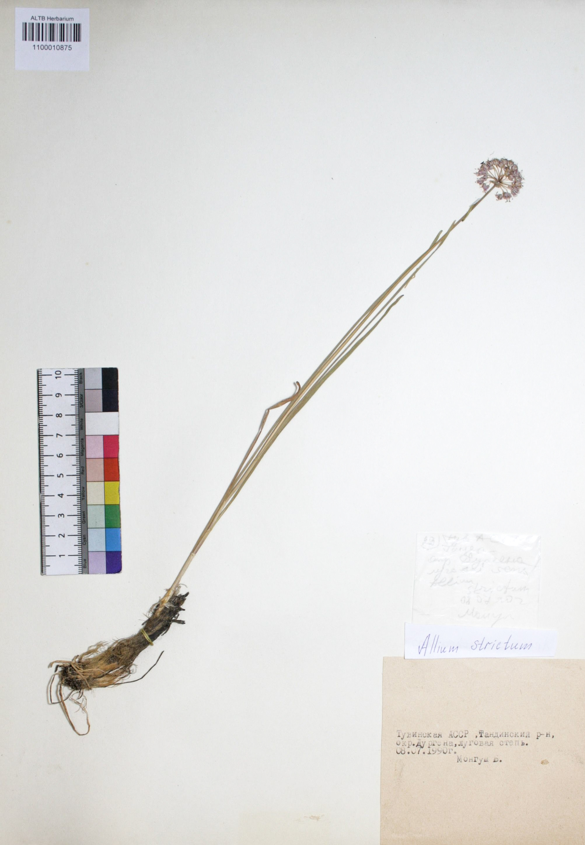 Allium strictum Schrad.