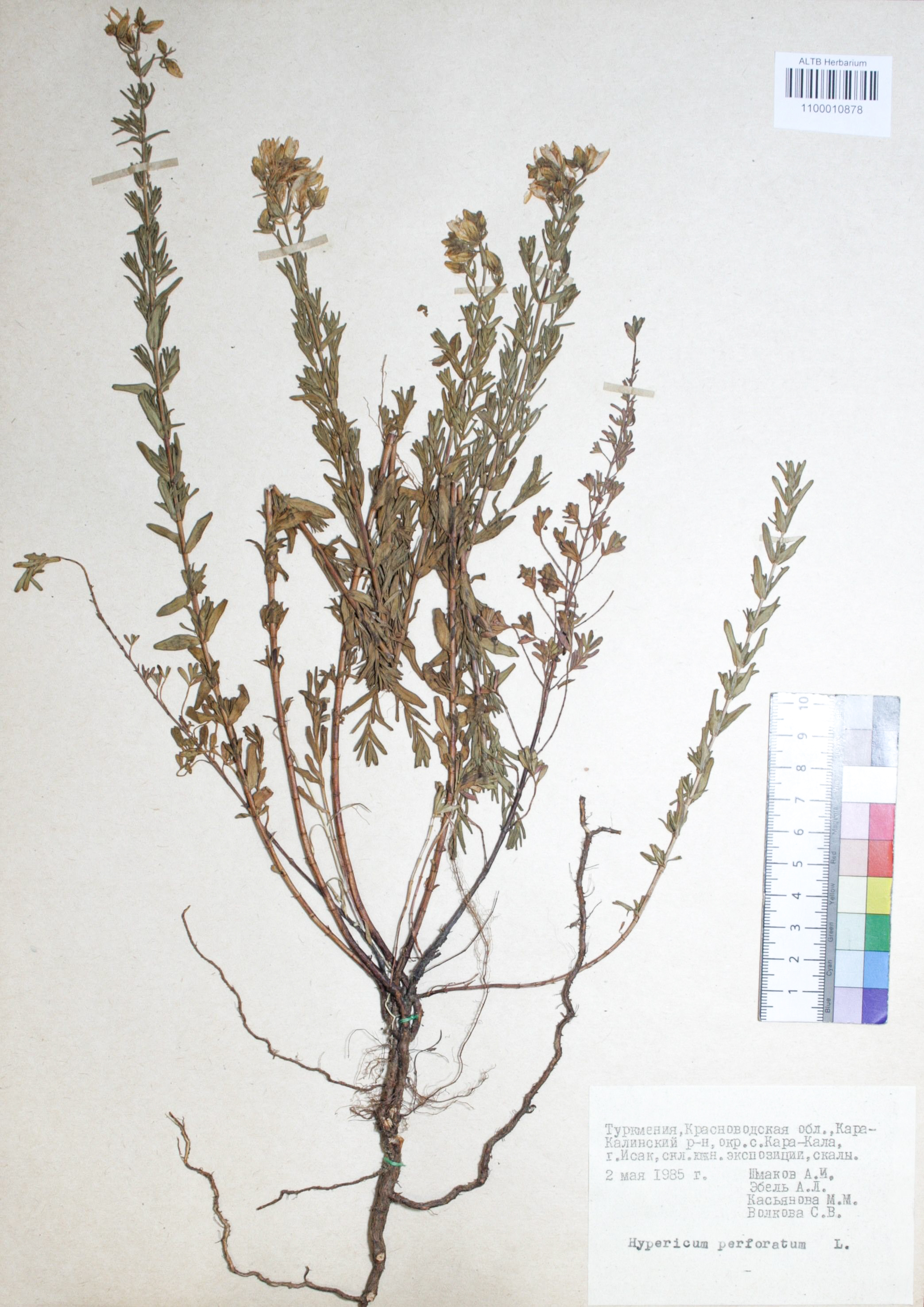 Hypericum perforatum L.