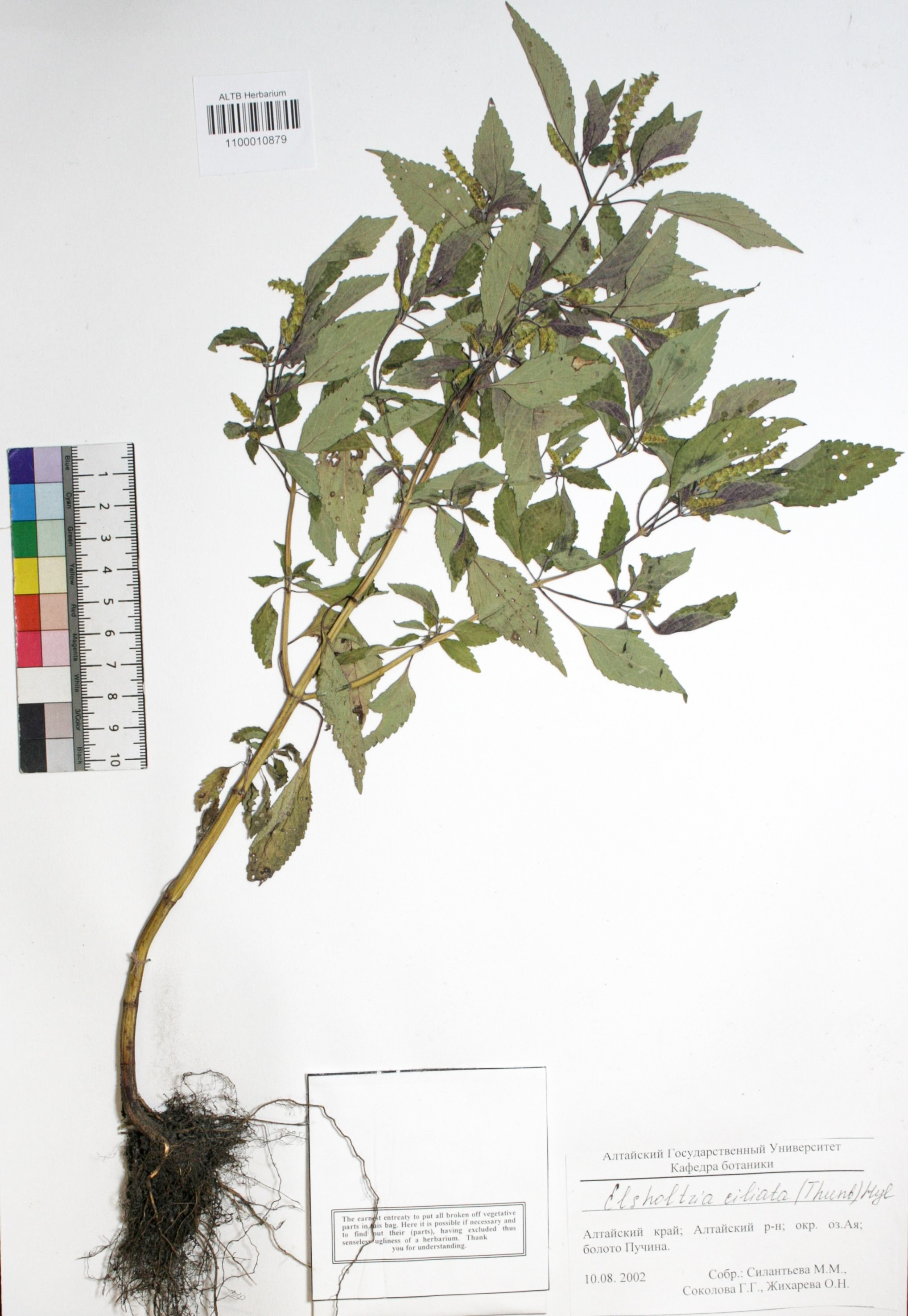 Elsholtzia ciliata (Thunb.) Hylander 