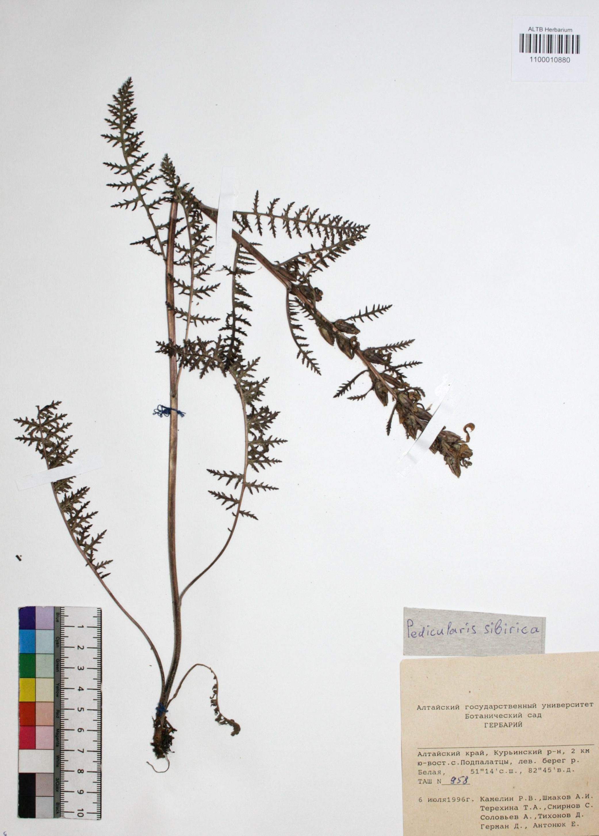 Pedicularis sibirica Vved.