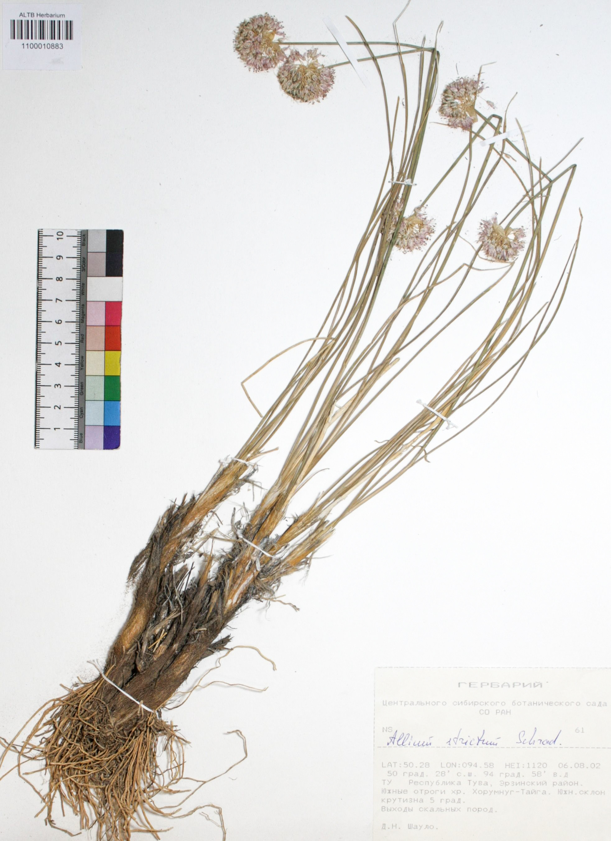 Allium strictum Schrad.