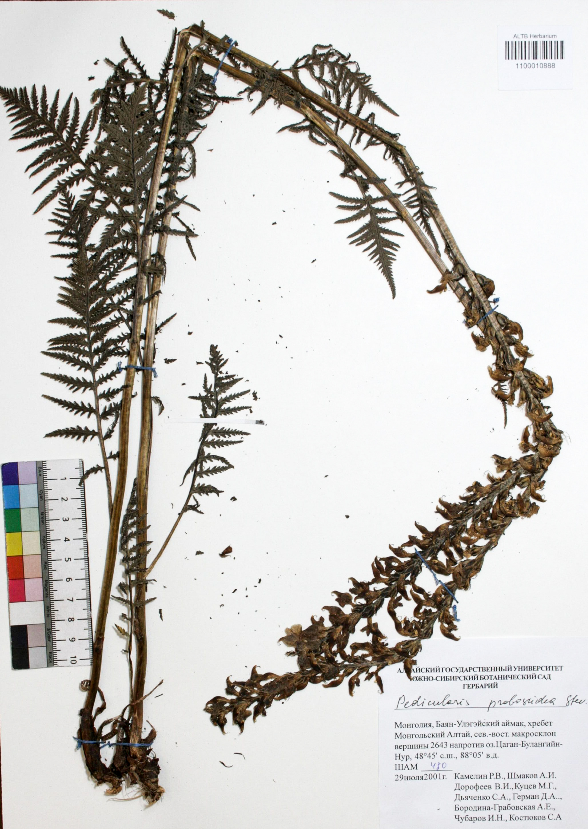 Pedicularis proboscidea Steven