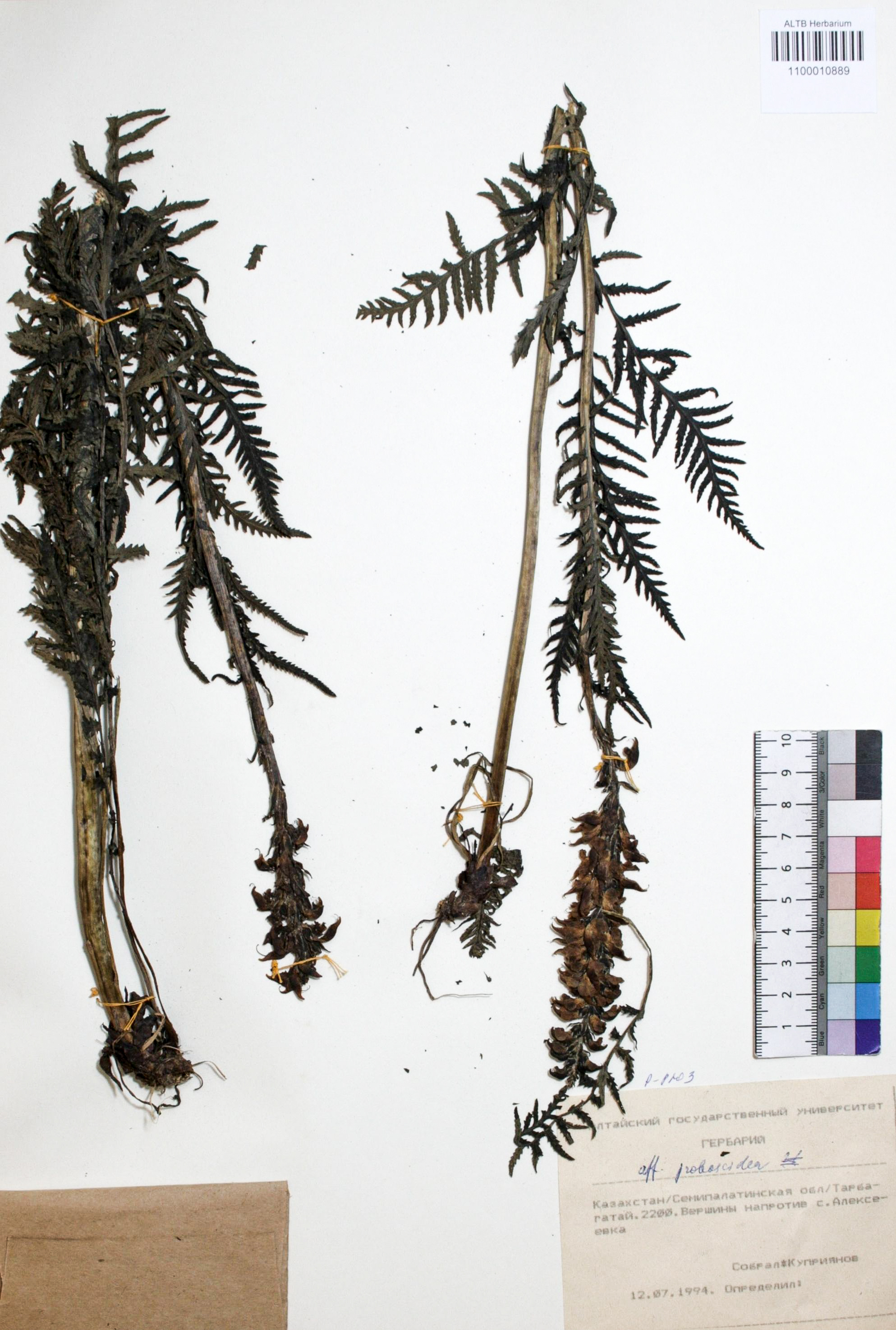 Pedicularis proboscidea Steven