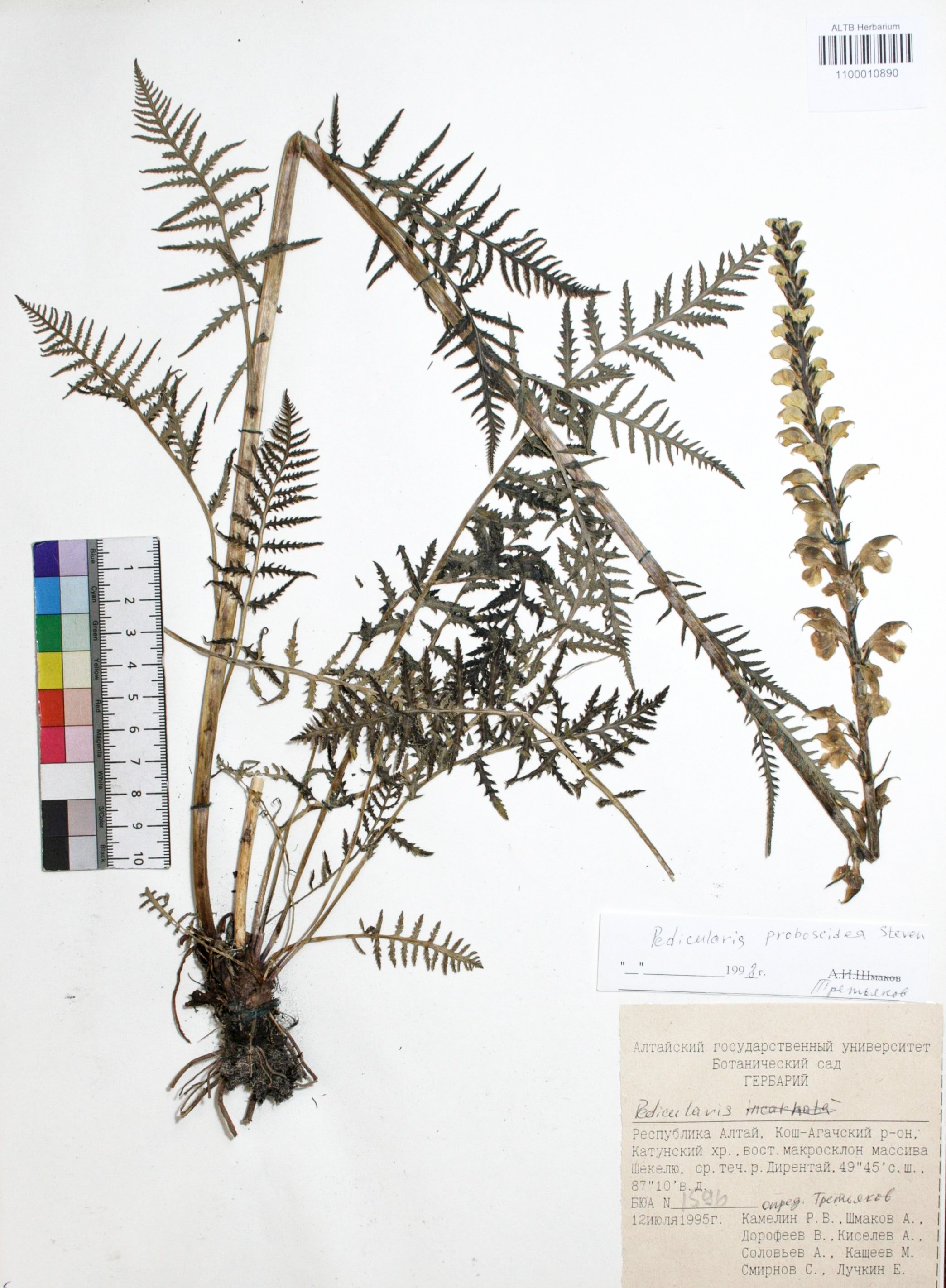 Pedicularis proboscidea Steven