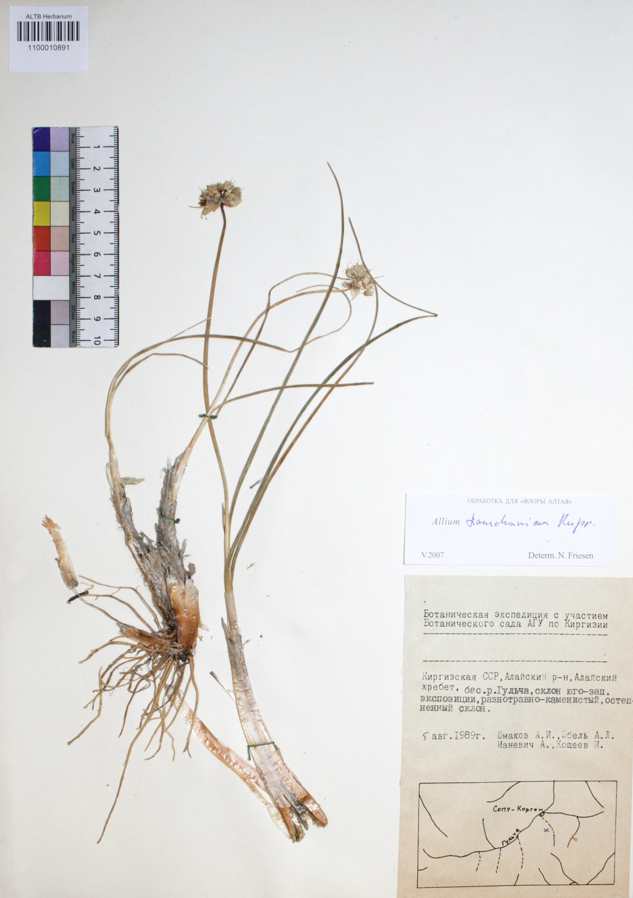 Allium tianschanicum Rupr.