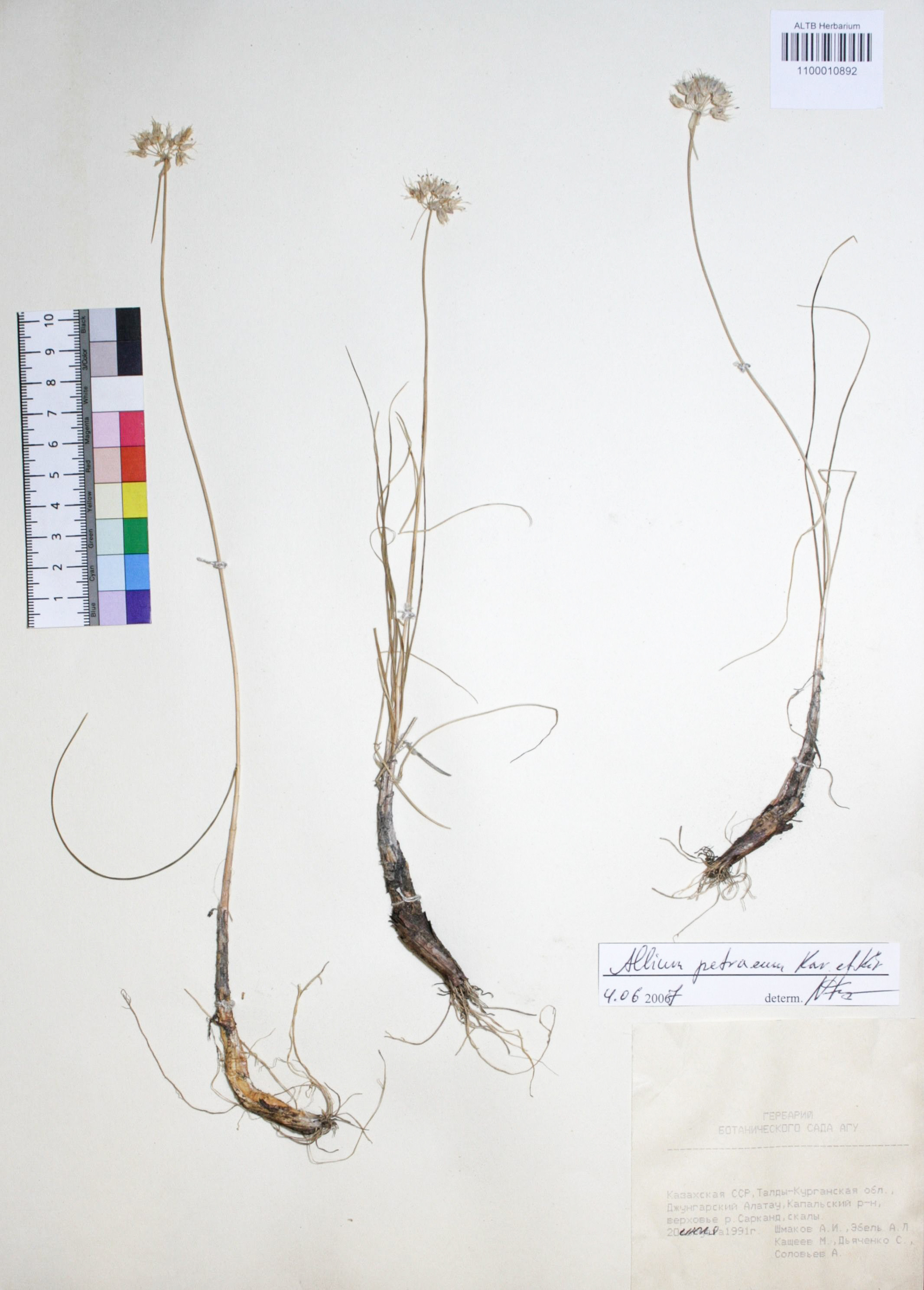 Allium petraeum Kor. 