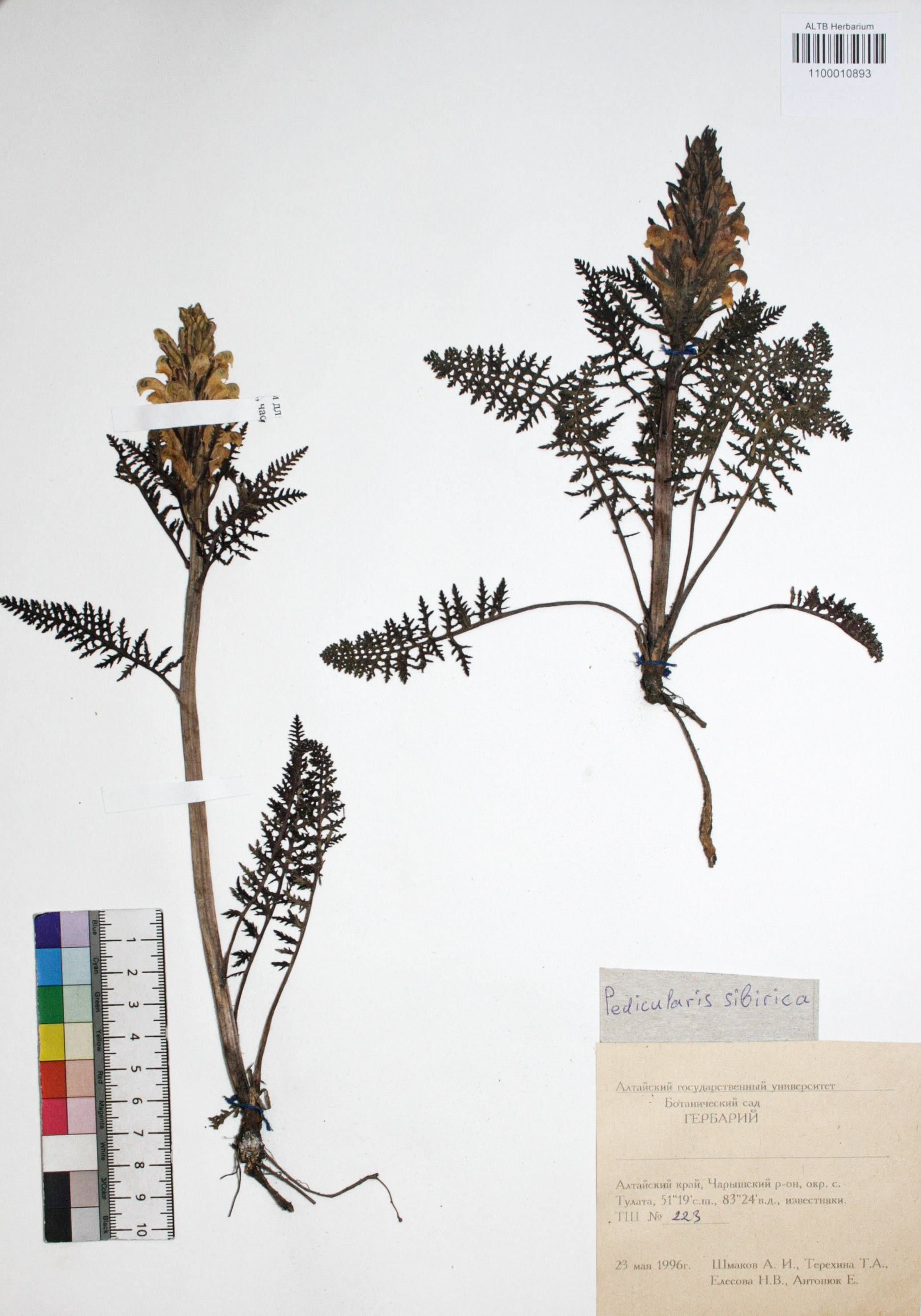 Pedicularis sibirica Vved.