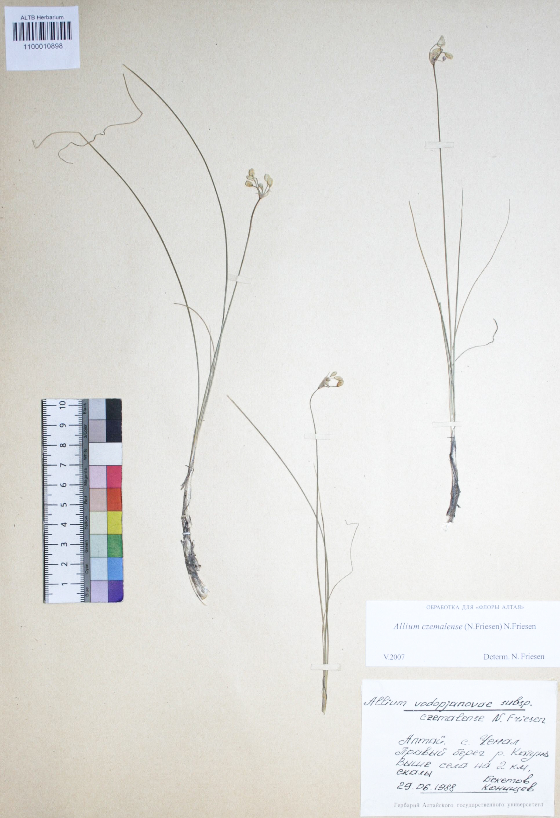 Allium czemalense N. Friesen