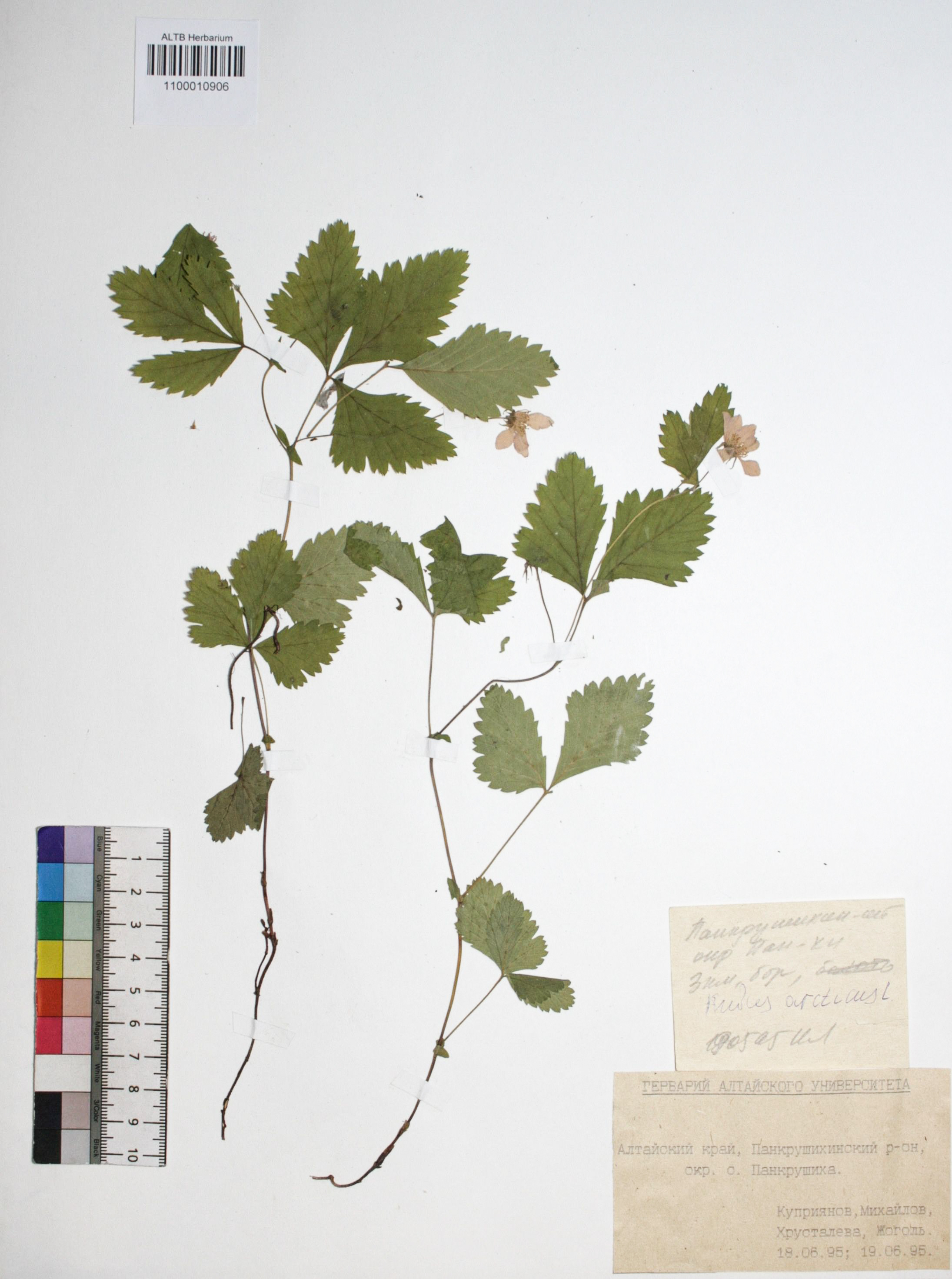 Rubus arcticus L.