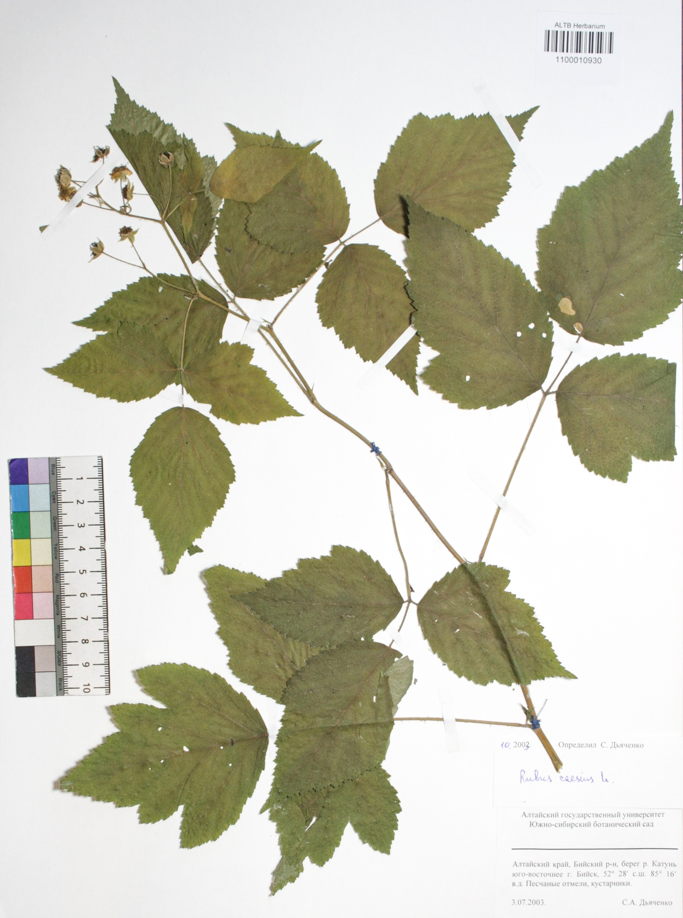 Rubus caesius L.