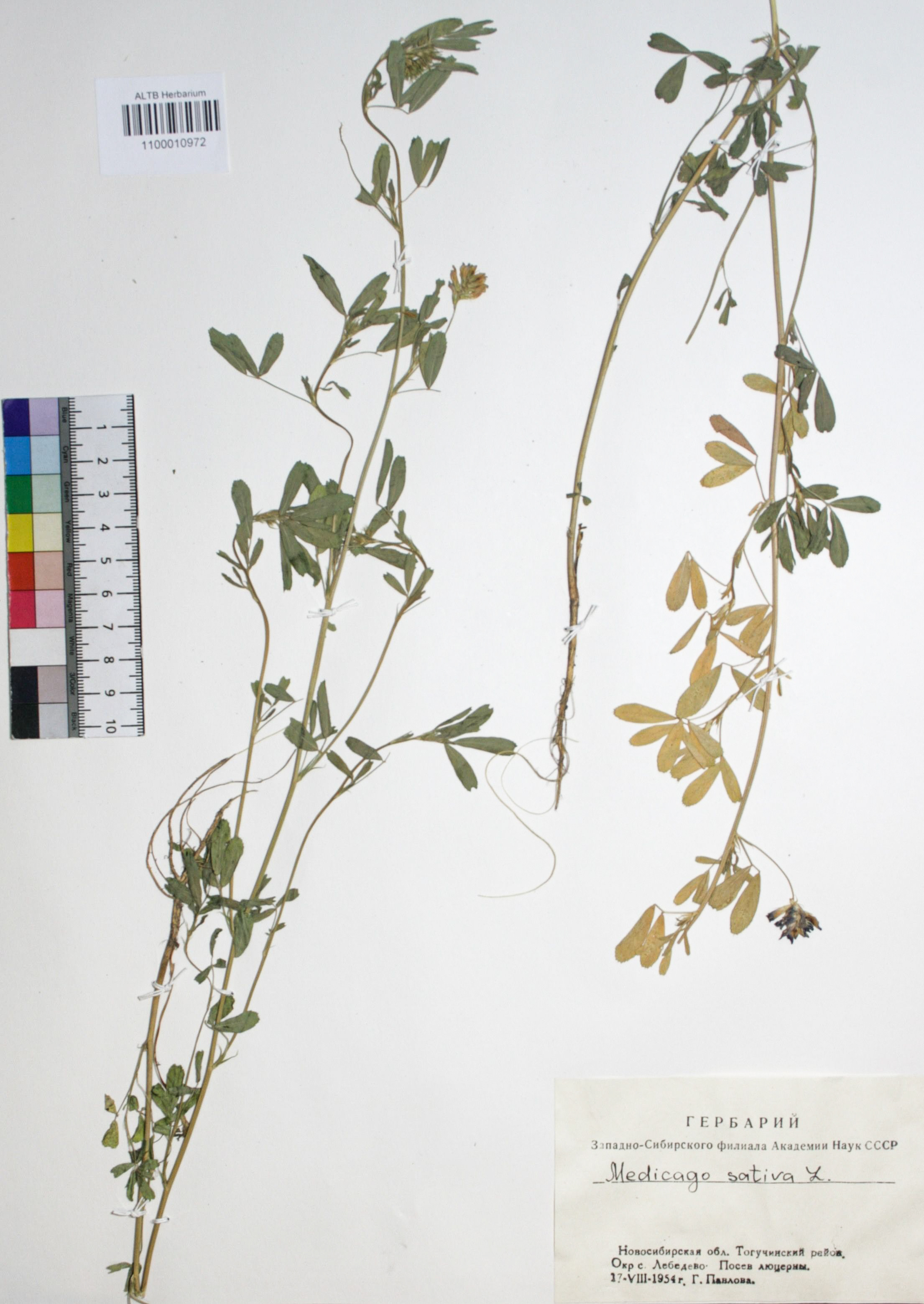 Medicago sativa L.