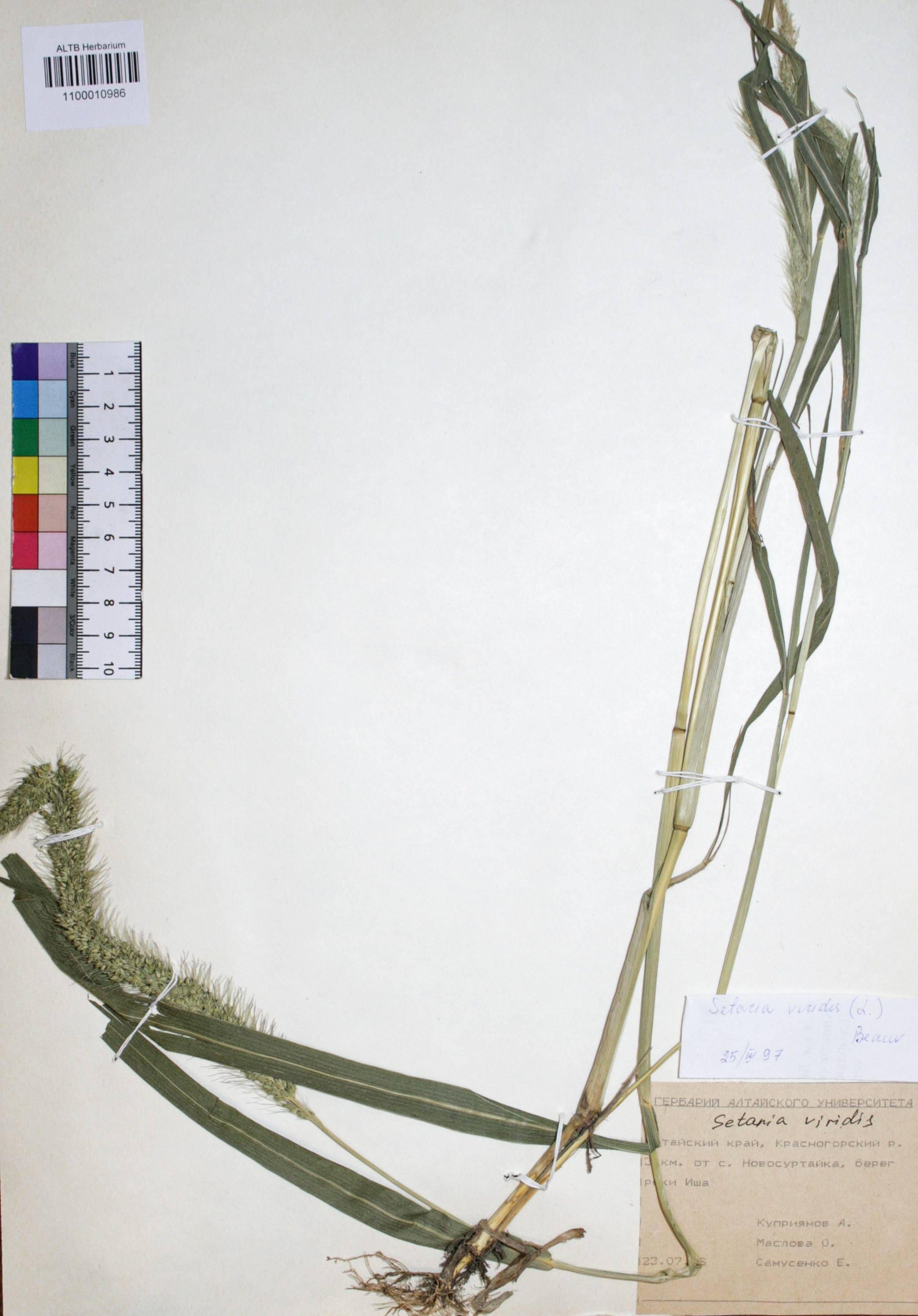 Setaria faberi Herrm.