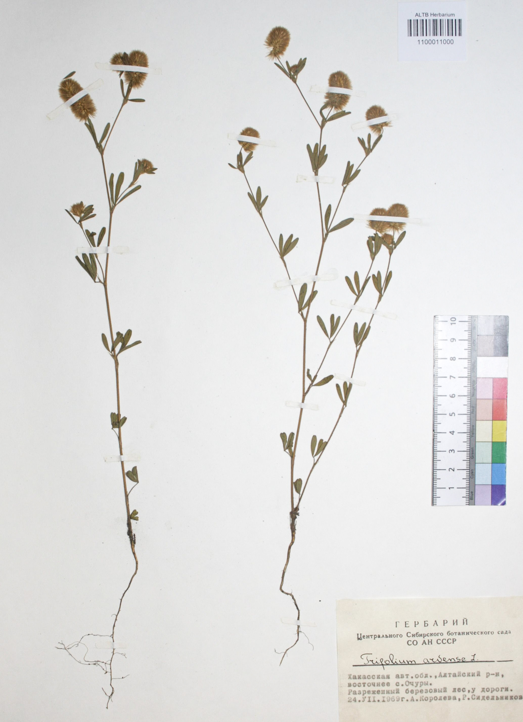 Trifolium arvense L.