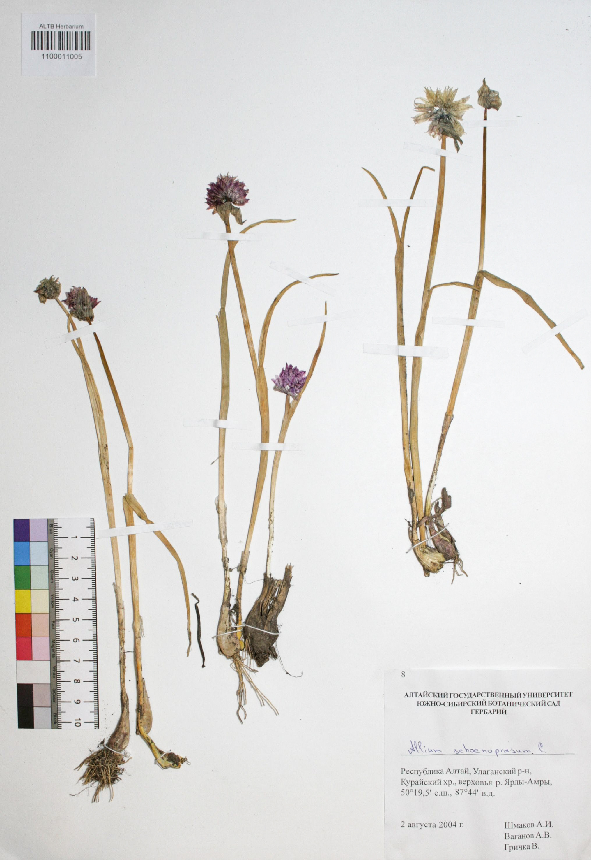 Allium schoenoprasum L.